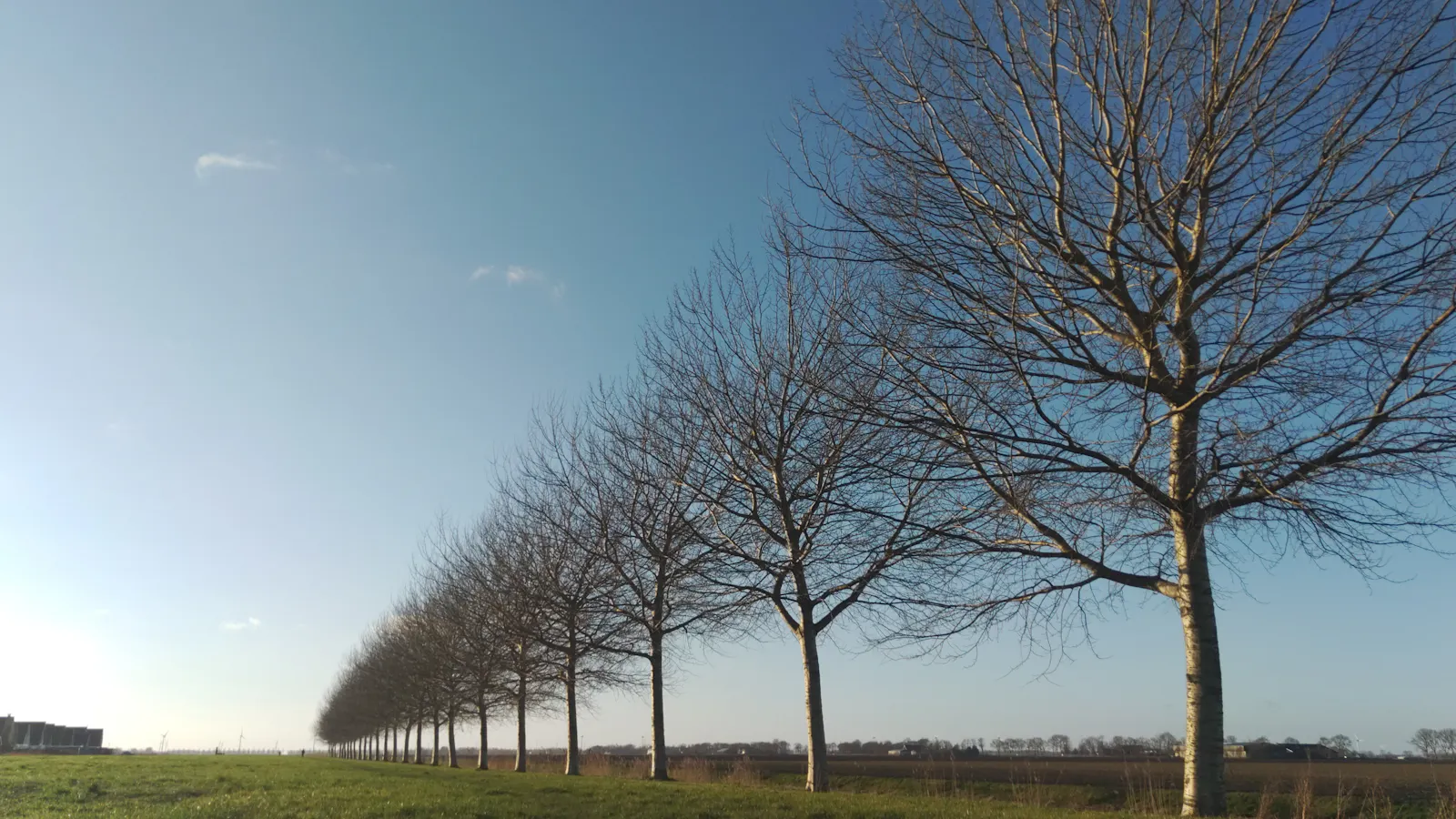 Trees, polder, blue sky