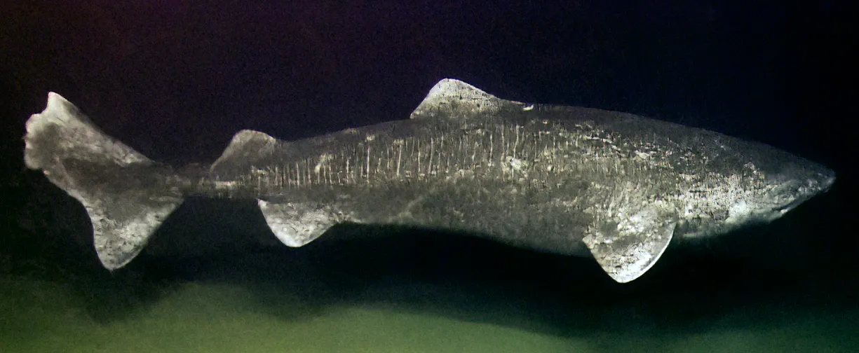 Ein Grönlandhai in dunklem Wasser.