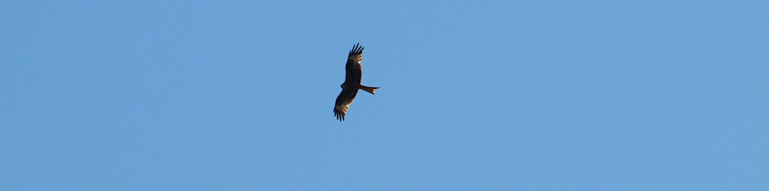 Milan: Greifvogel am blauen Himmel. Erkennbar sind die schwarzen Handschwingen und der tief gegabelte Schwanz.