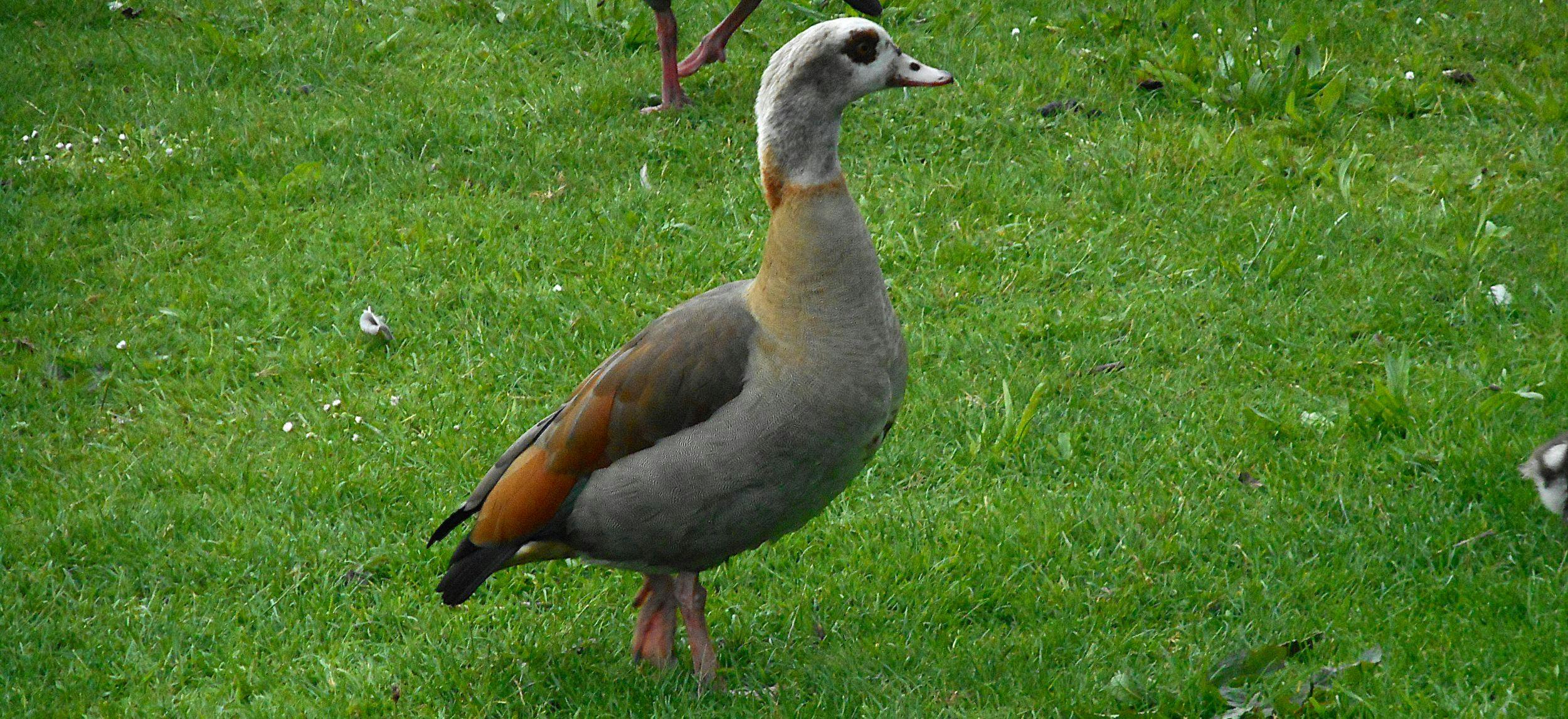Nilgans auf grüner Wiese: Weiß-grauer Kopf mit schwarzem Augenring und hellem Schnabel. Der Körper gräulich, der hintere Hals gelblich, die äußeren Federn sind rostrot, die Spitzen schwarz.