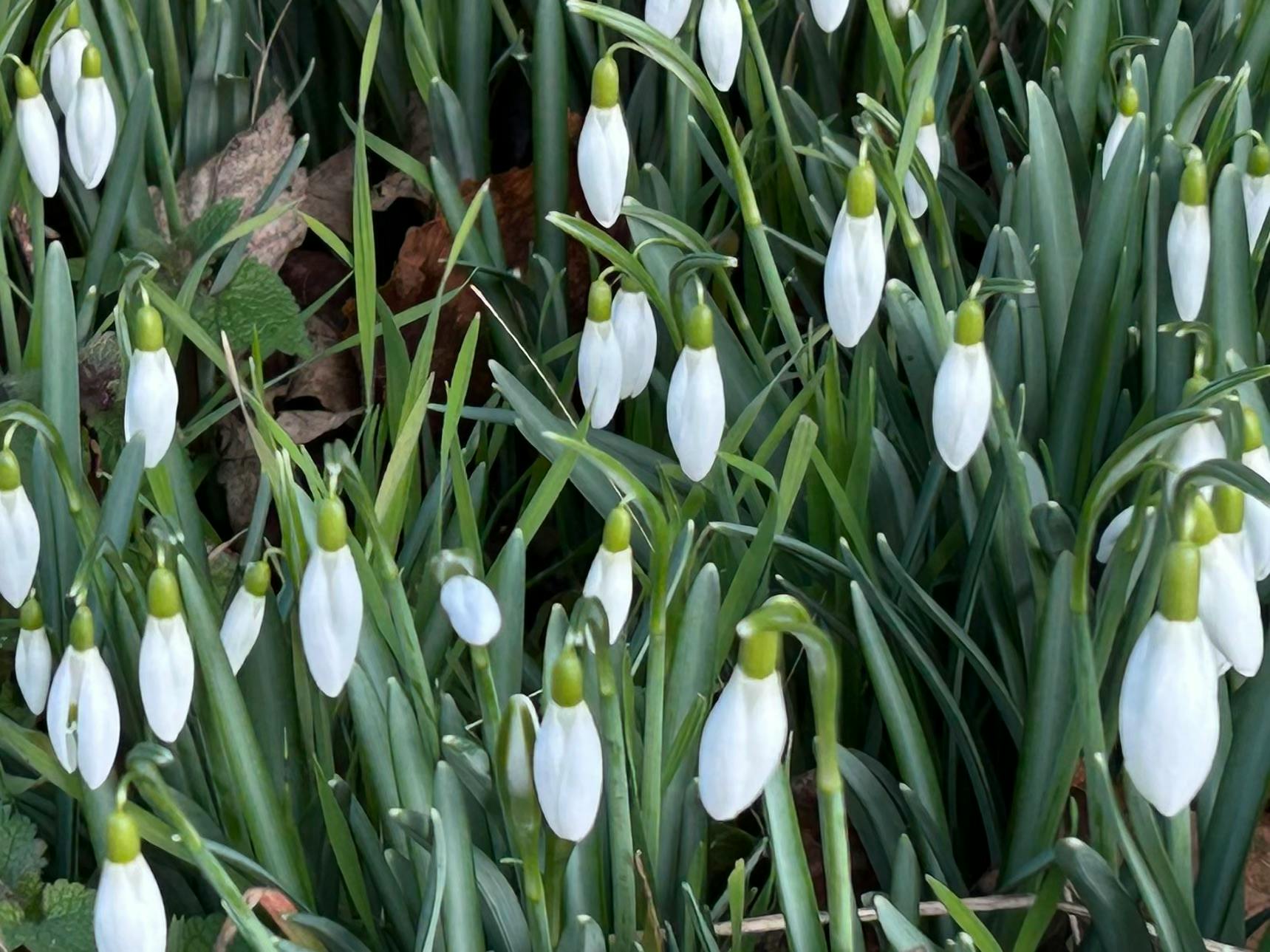 Schneeglöckchen mit weißen Blüten und grünen Blättern.