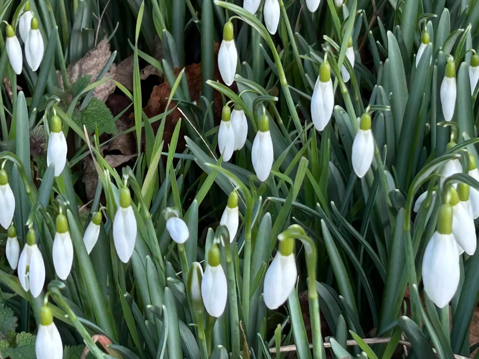 Schneeglöckchen mit weißen Blüten und grünen Blättern.