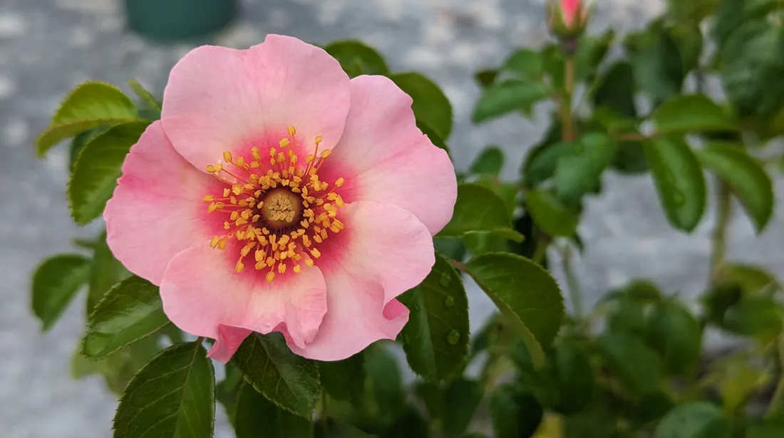 Die Persica-Hybride „Eyes on Me“ ist eine neue Trendsetterin in Beet und Kübel.