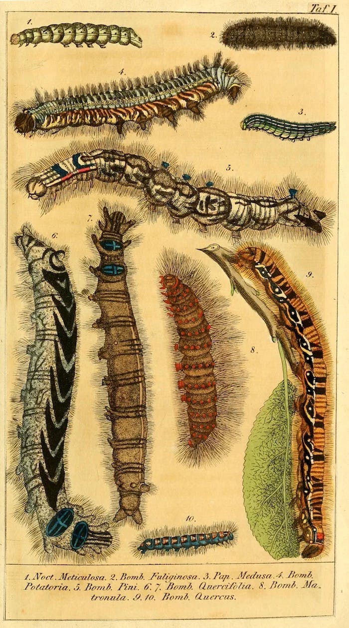 Eine historische, farbige Darstellung verschiedenen Raupenarten.