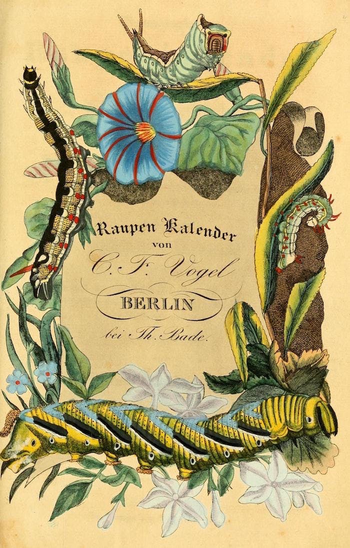 Ein Titelblatt eines alten Buches mit bunter Illustrierung, Blüten und Raupen sind zu sehen.