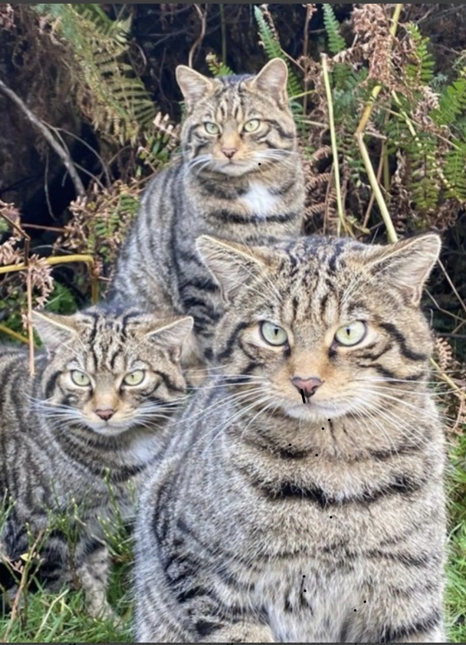 Drei streng blickende Katzen