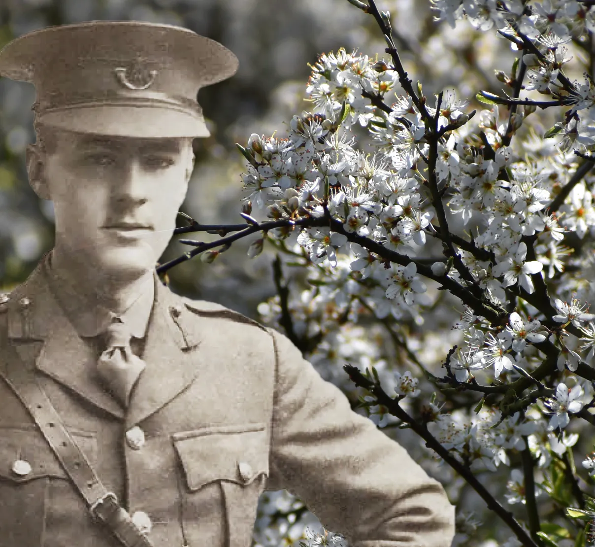 Montage of G.B. Smith (1894–1916) against a background photo by John Garth of hawthorn blossom