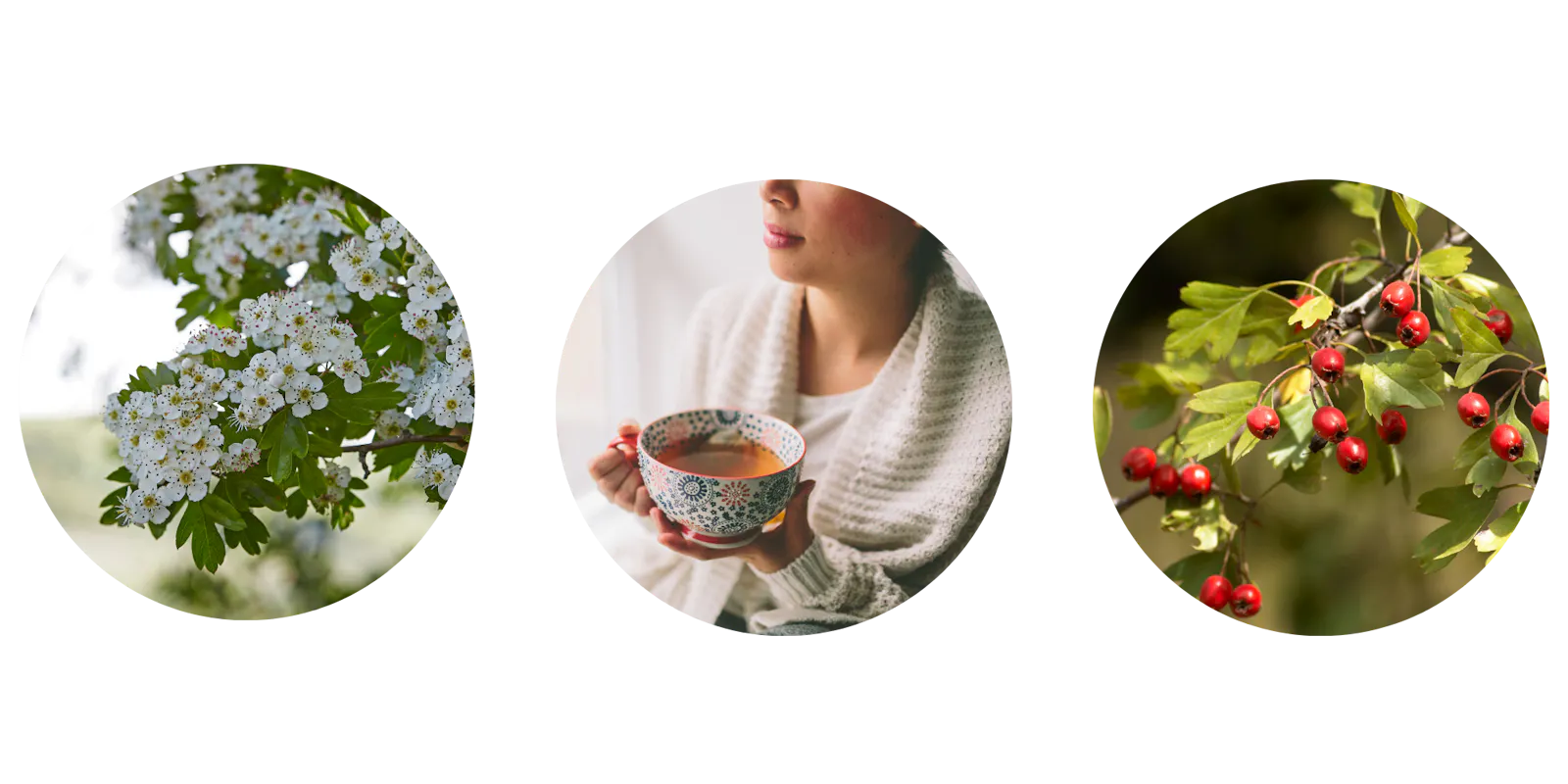 Weißdorn Zweige mit Blüten und Blätter. Frau trinkt Tee. Weißdornfrüchte an Zweig