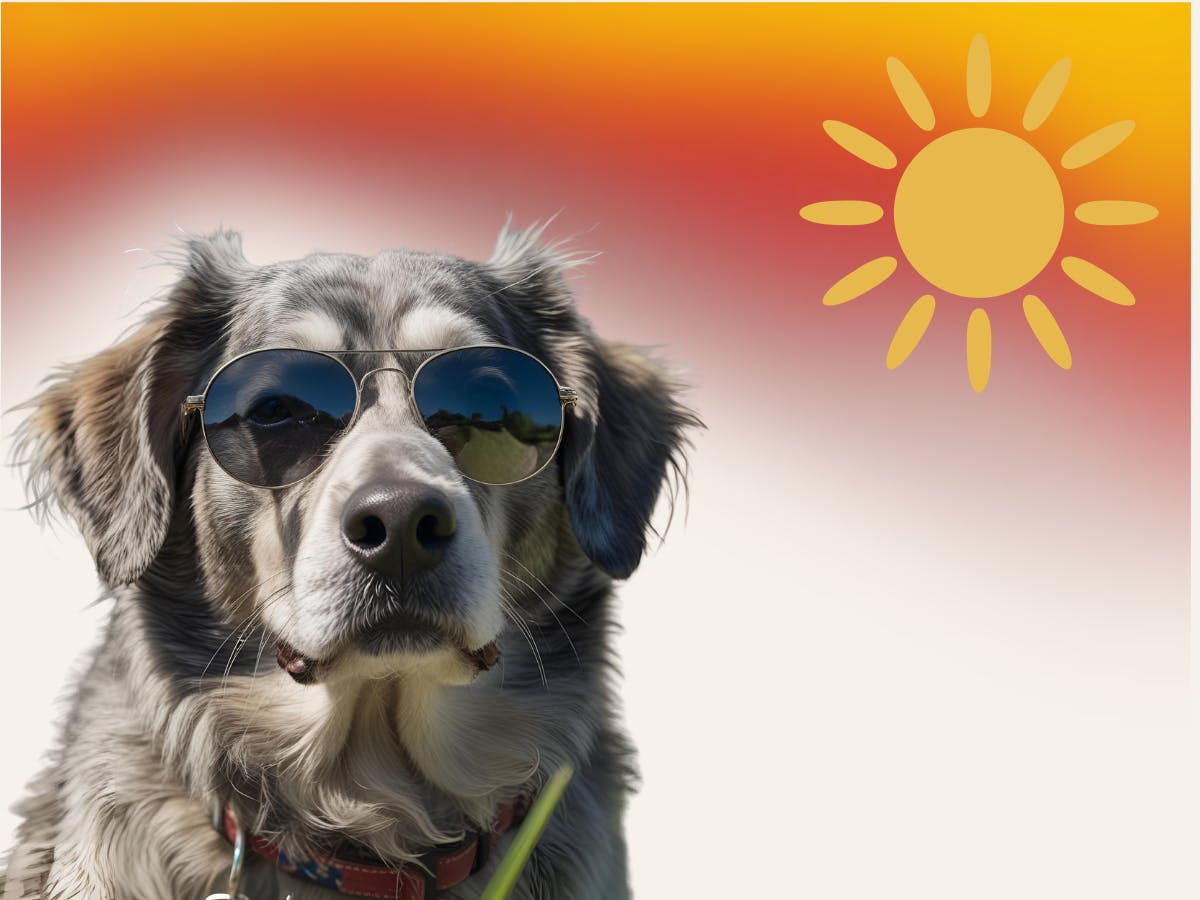 Ein alter Hund mit Sonnenbrille in der Sonne