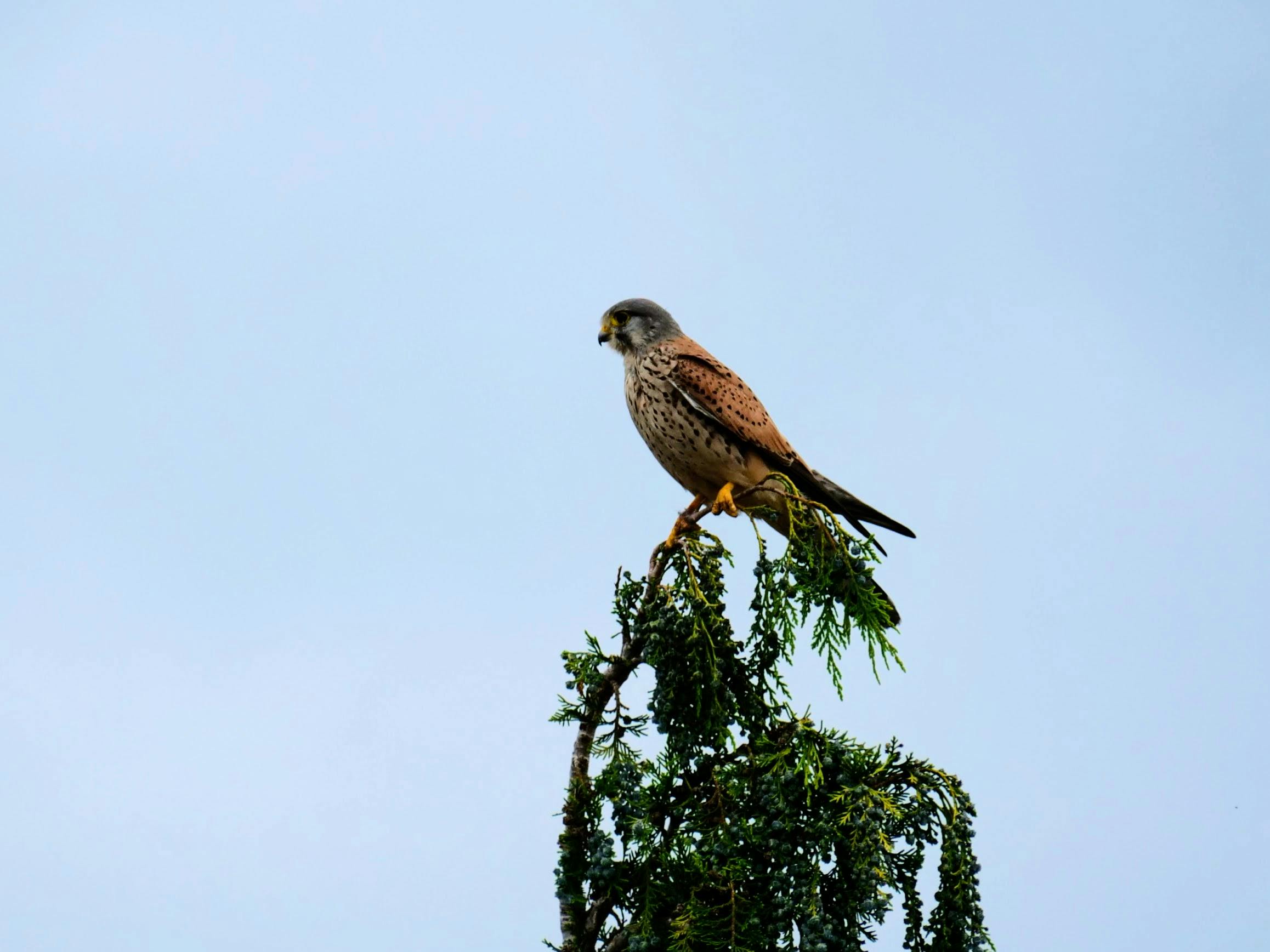 Ein Turmfalke zu Besuch in Gaisburg. Foto: Jürgen Brand