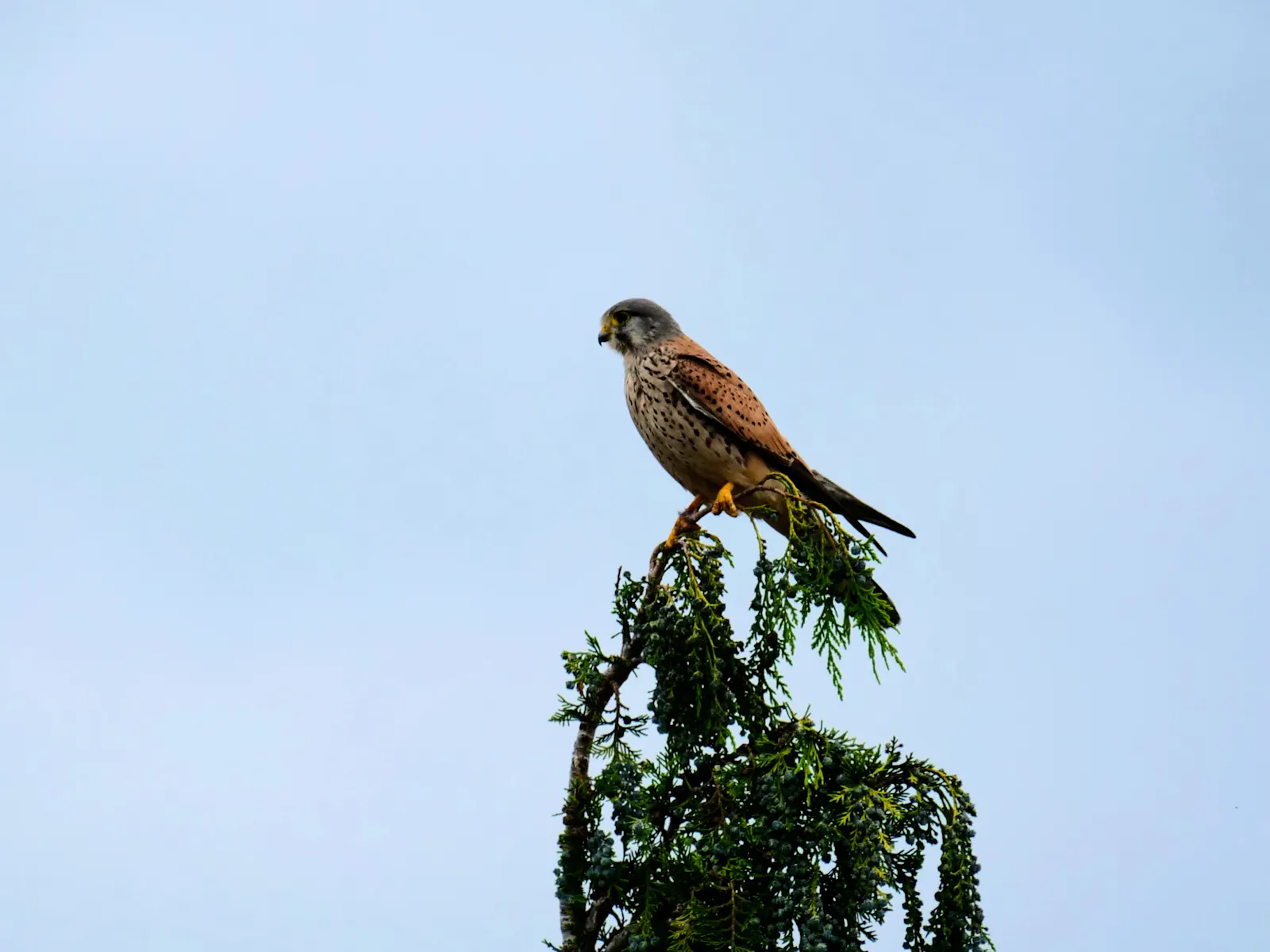 Ein Turmfalke zu Besuch in Gaisburg. Foto: Jürgen Brand