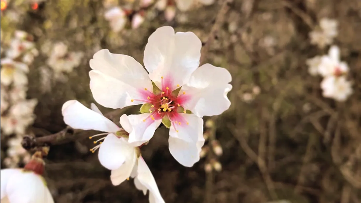 Mandelbaum-Blüte in Santanyí