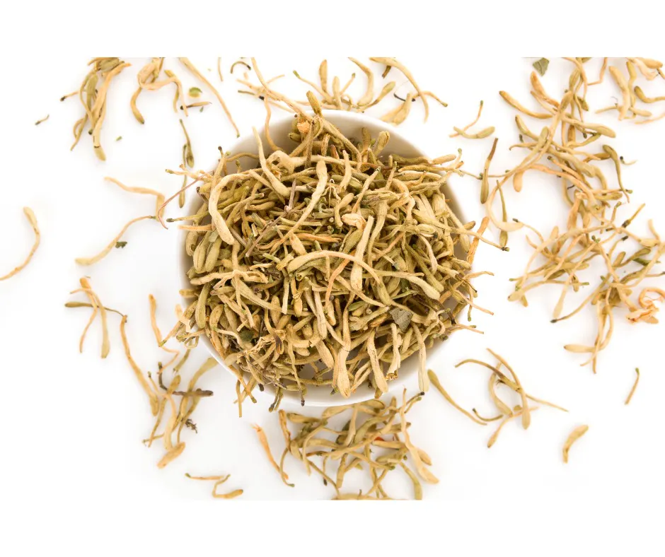 Cordyceps