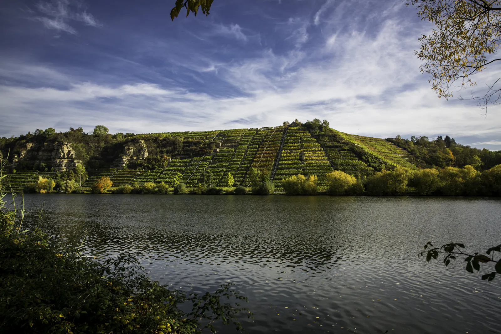 Weinberge entlang des Neckar-Flusses
