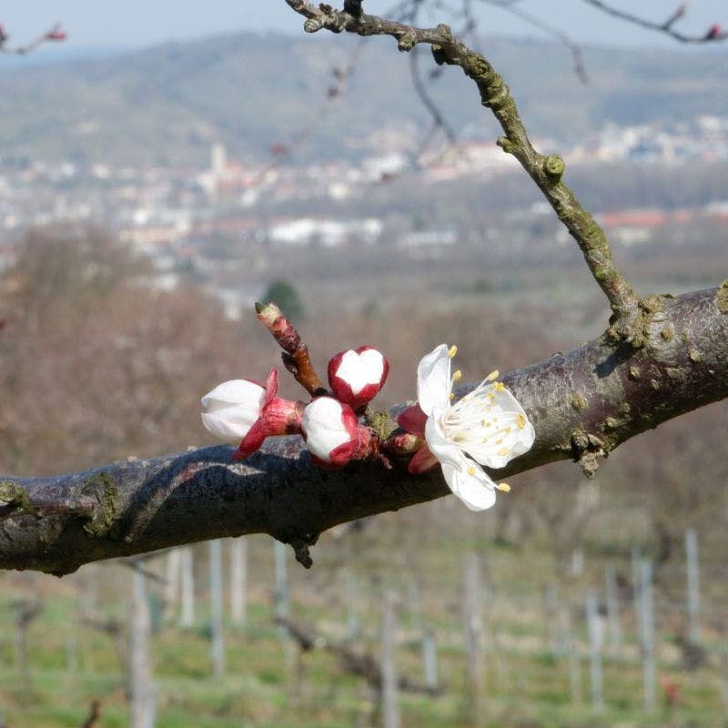 Marillenblüte bei Baumgarten