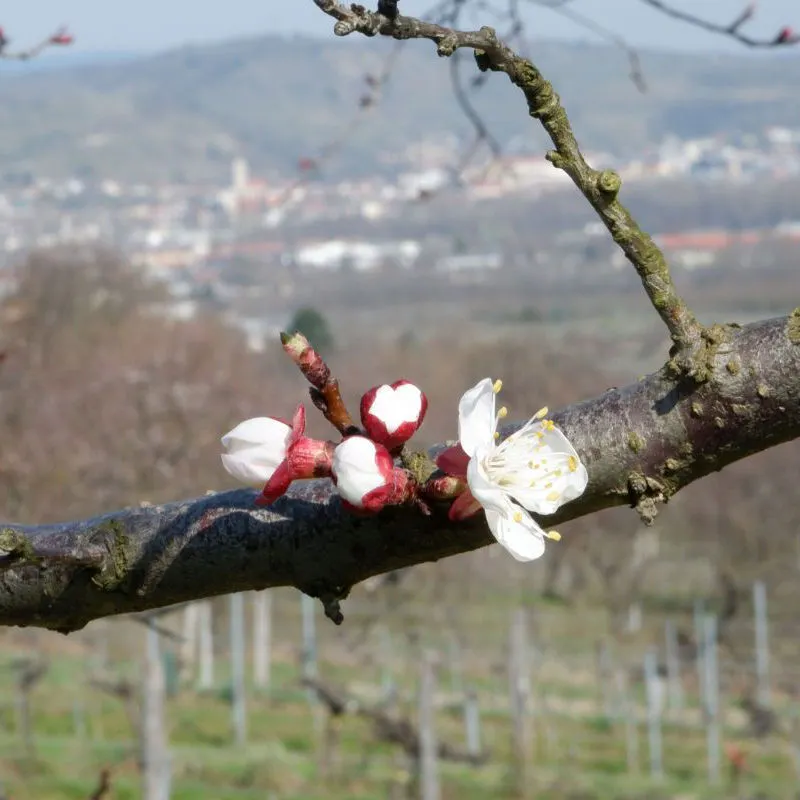 Marillenblüte bei Baumgarten