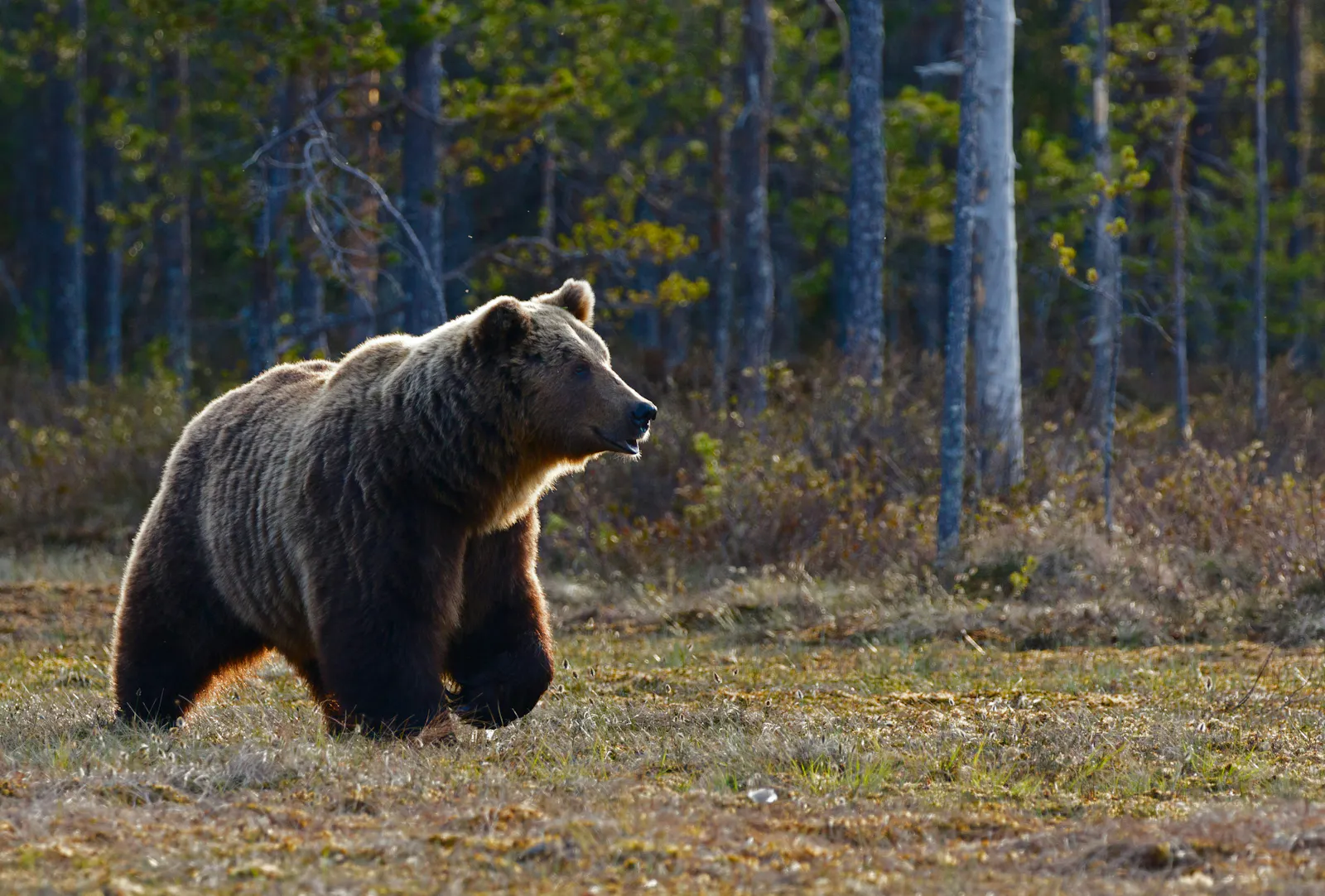 Ein Braunbär im Wald