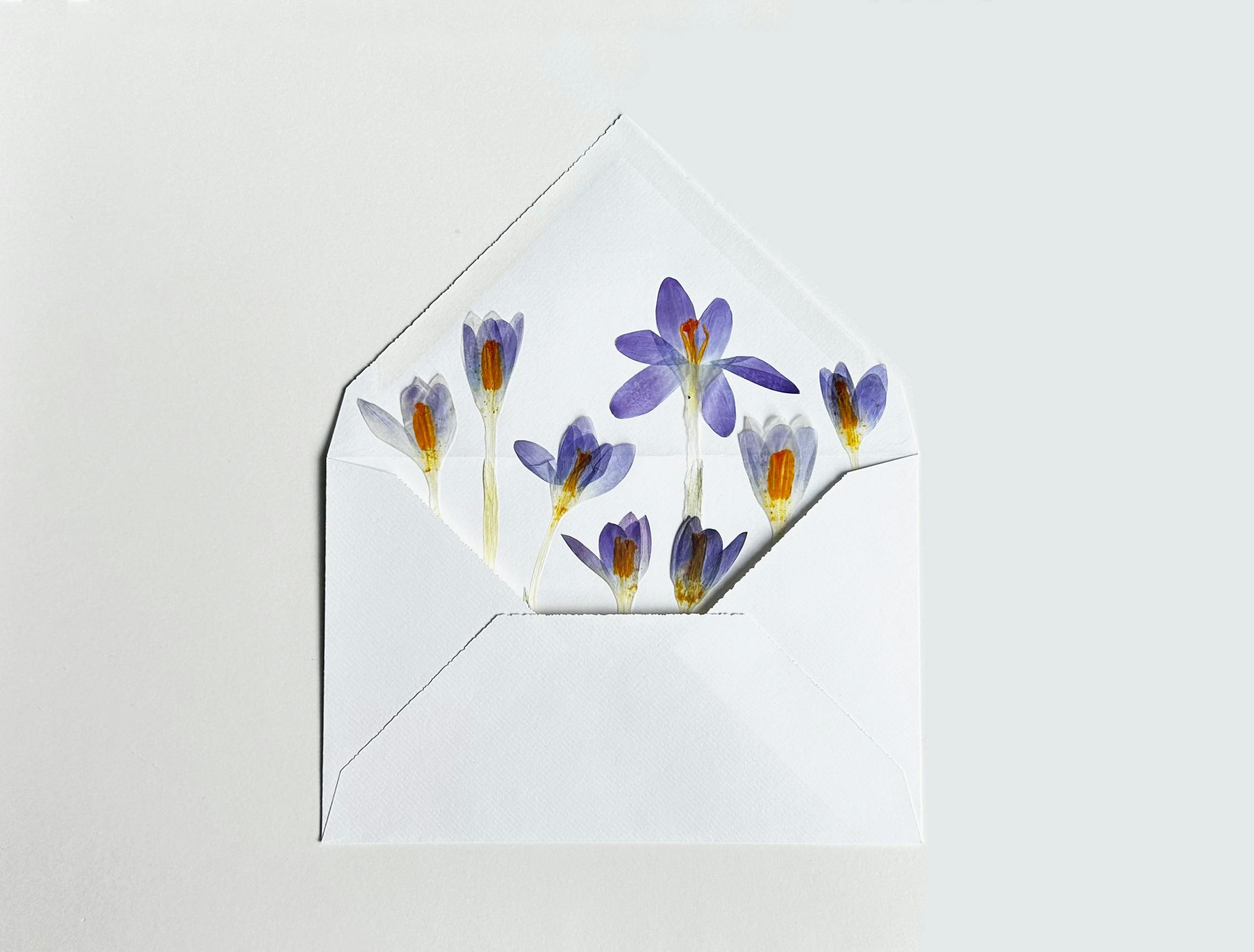 Newsletter des Studio Flor