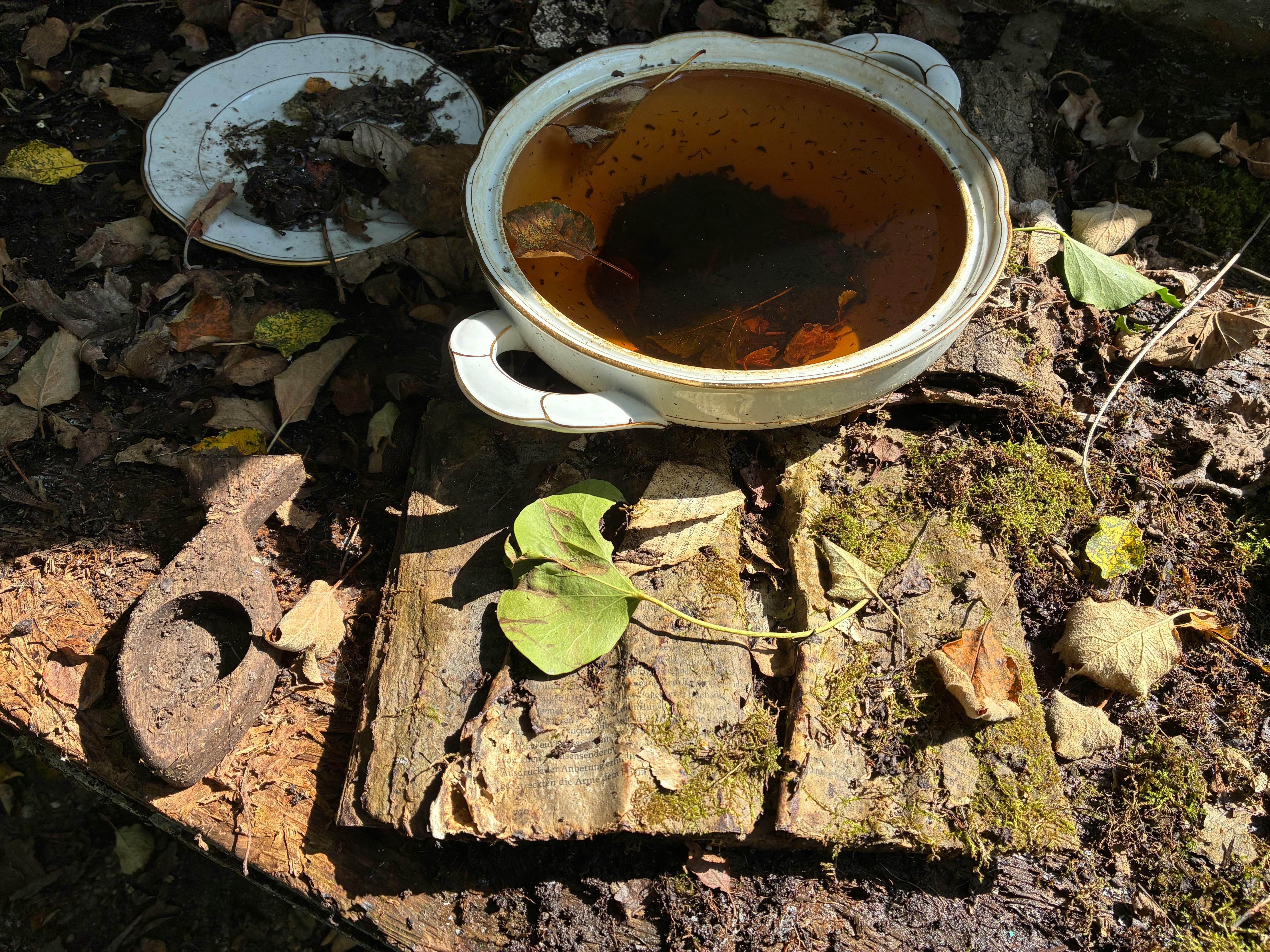 Ein mit Moos überzogenes Brett. Darauf und darin im Moos eingewachsen ein aufgeschlagenes Buch. Daneben eine Suppenschüssel aus weißem Porzellan mit Goldrand. Darin Regenwasser, in dem Mückenlarven schwimmen. Laub vom letzten Herbst lieg verstreut.