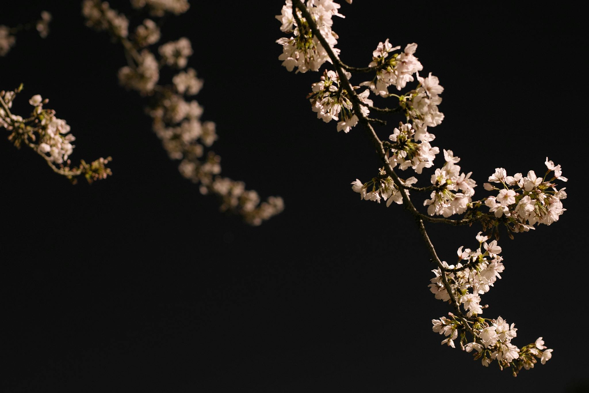Foto von blühendem Kirschbaum bei Nacht.
Zu sehen sind mehrere Zweige mit voller Blüte. Im Hintergrund ist es komplett schwarz.