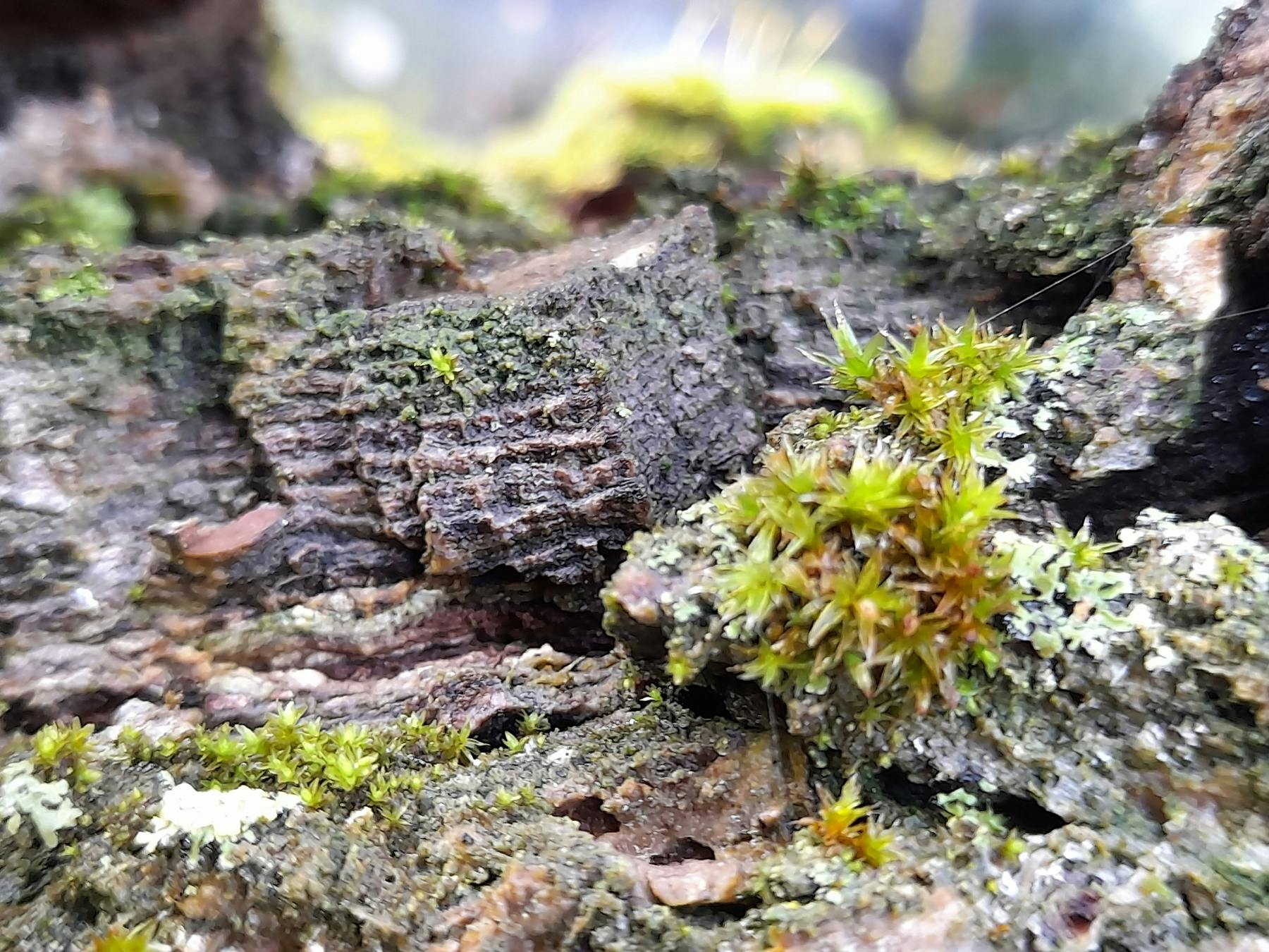 Structures like rocks with some green plants looking like Aloe.