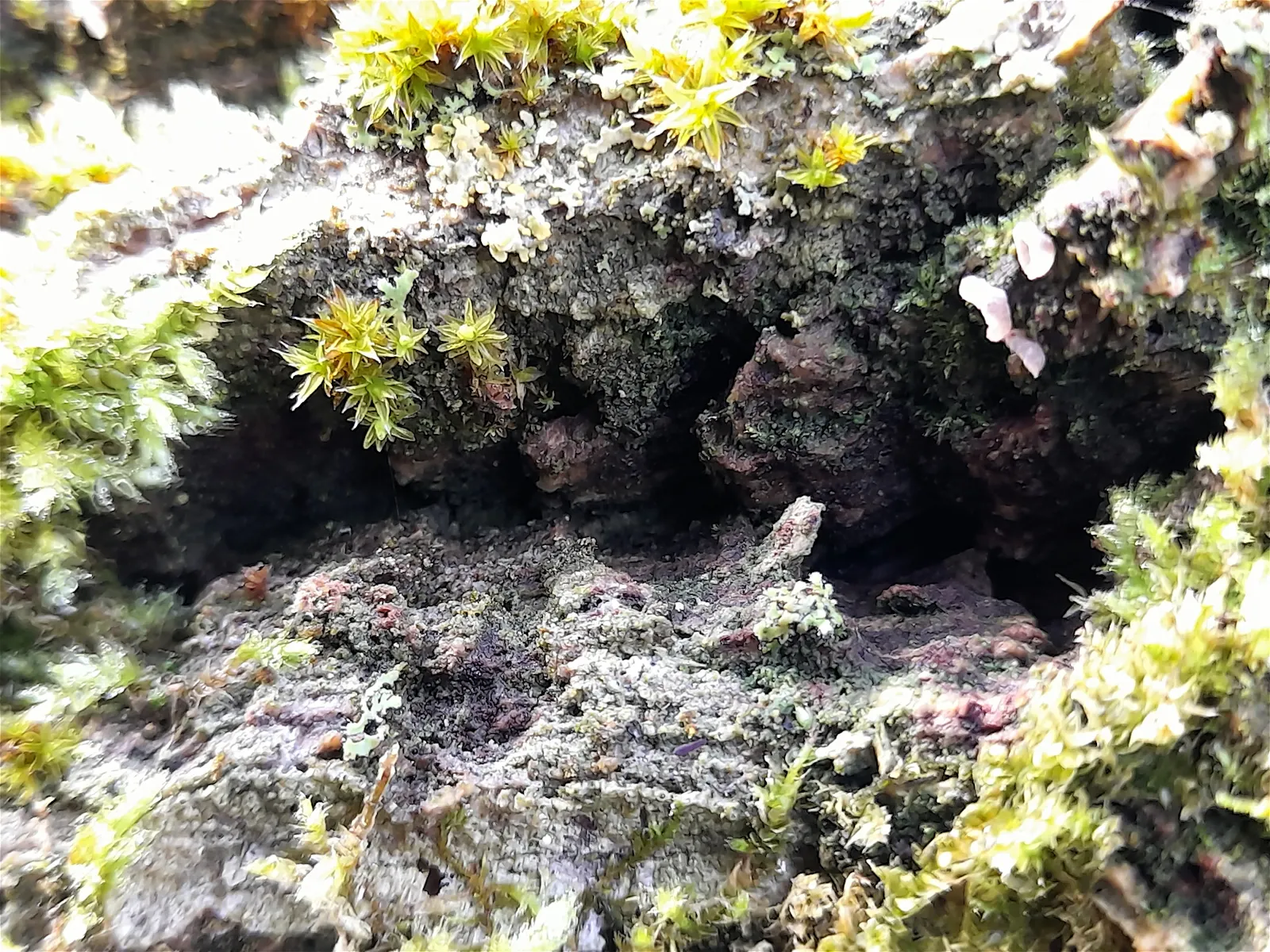 Abris-like structures in the rocks, on some places covered with the huge green plants.
