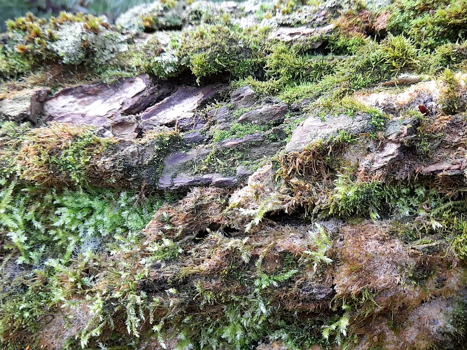 Plate-like brown formations, covered in creeping green plants and almost matted-looking bush green in the spaces between.