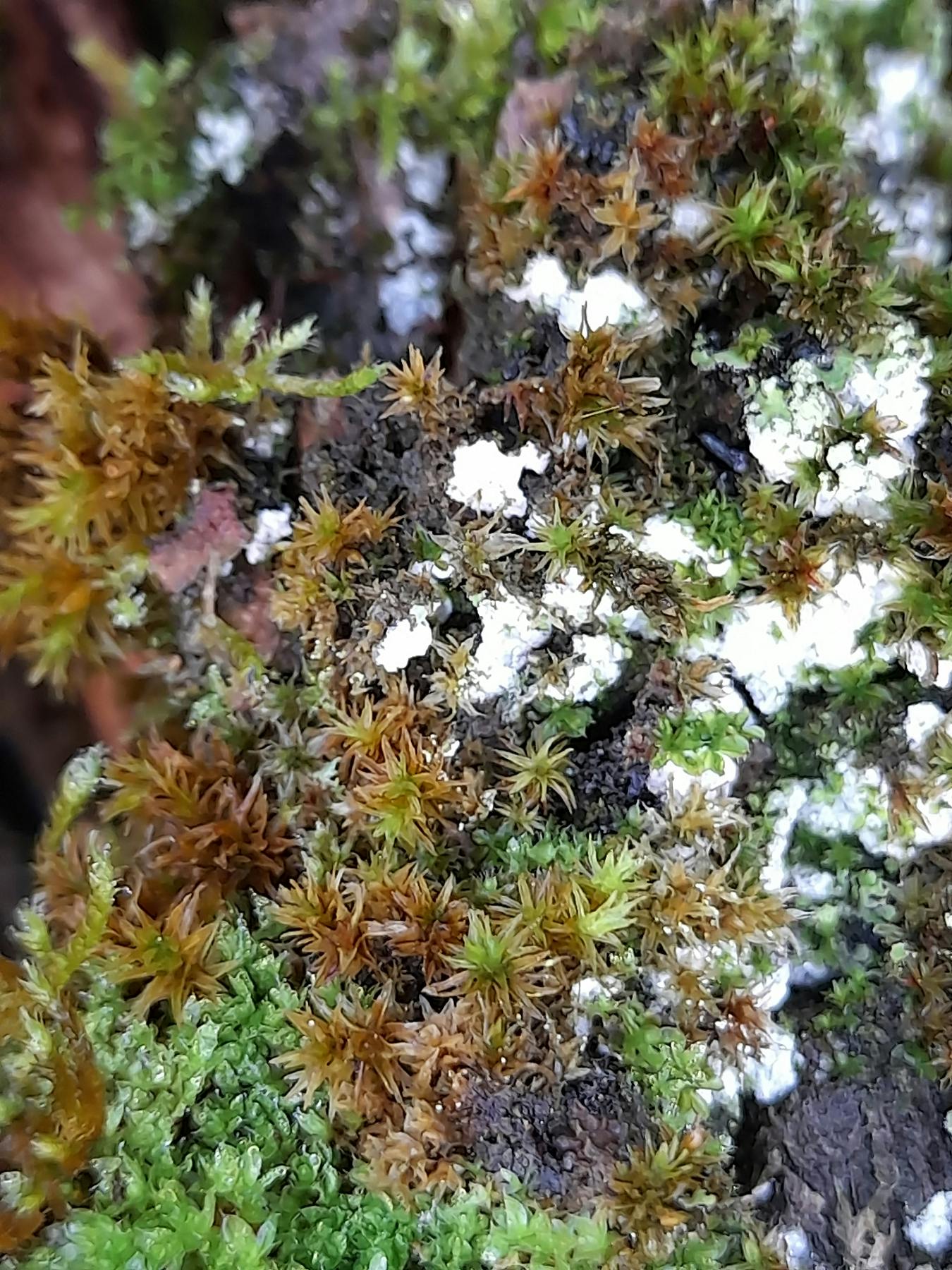 White deposits between the alow-like plants which were brown and green.