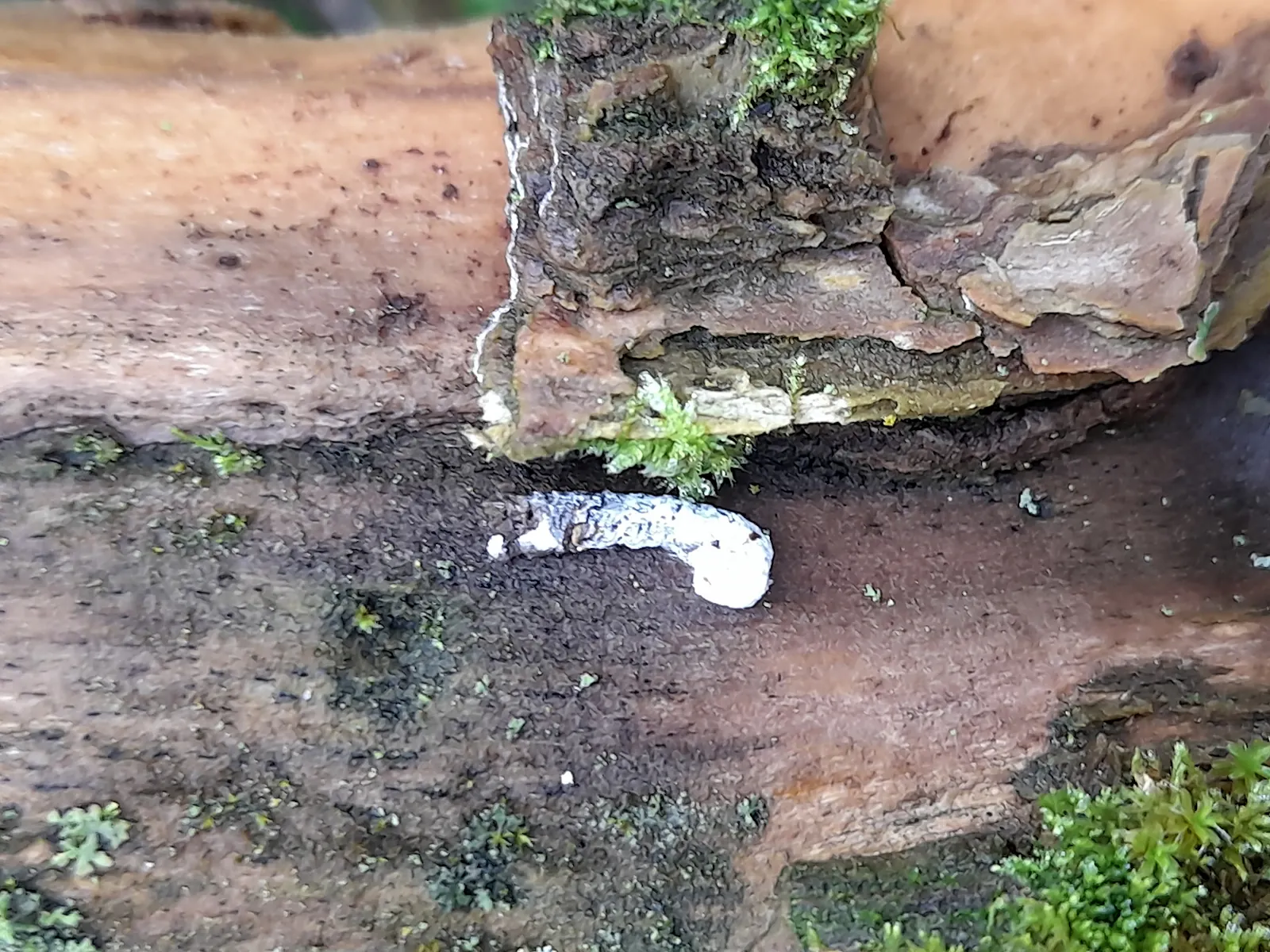 Still humid white-grey poo of an immense avian dinosaur on our path.