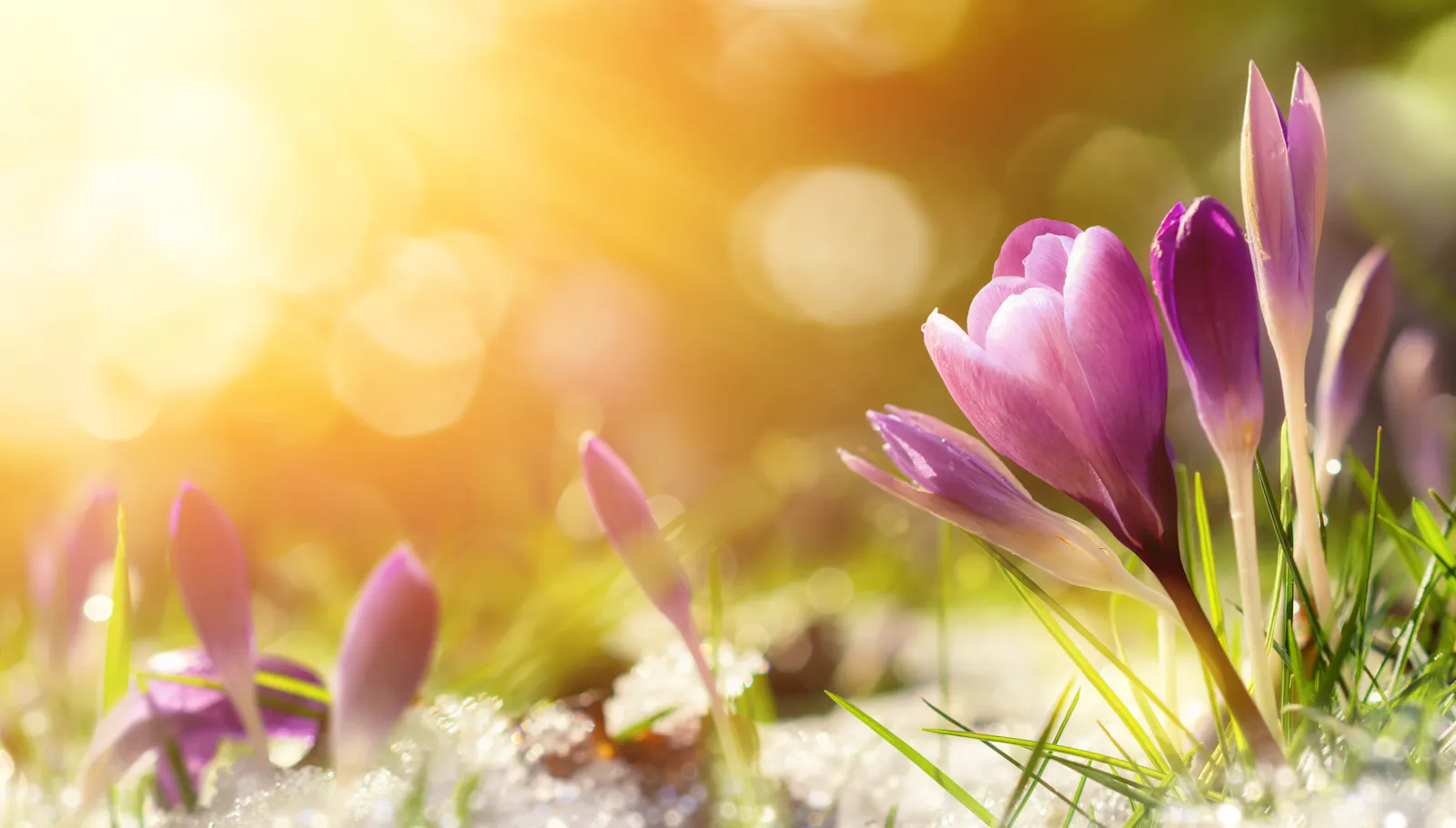 Das Bild zeigt lila Krokusblüten, die aus dem Schnee wachsen. Im Hintergrund scheint die Sonne warm und golden.