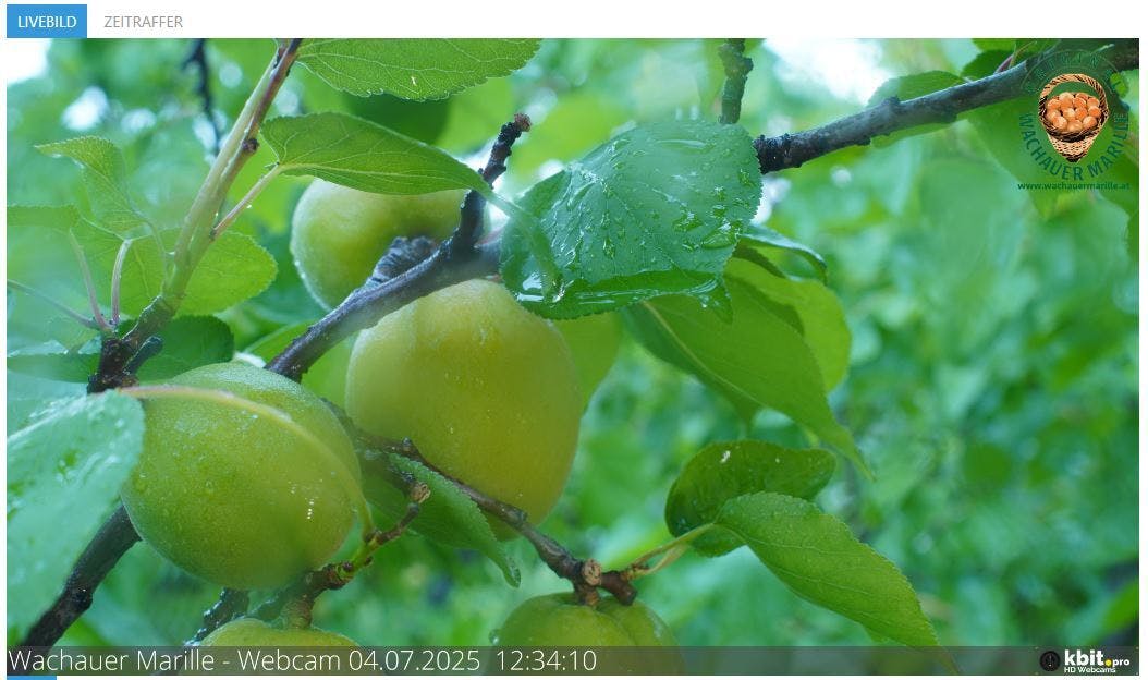 Screenshot: Wachauer Marillenwebcam/ wachauermarille.at