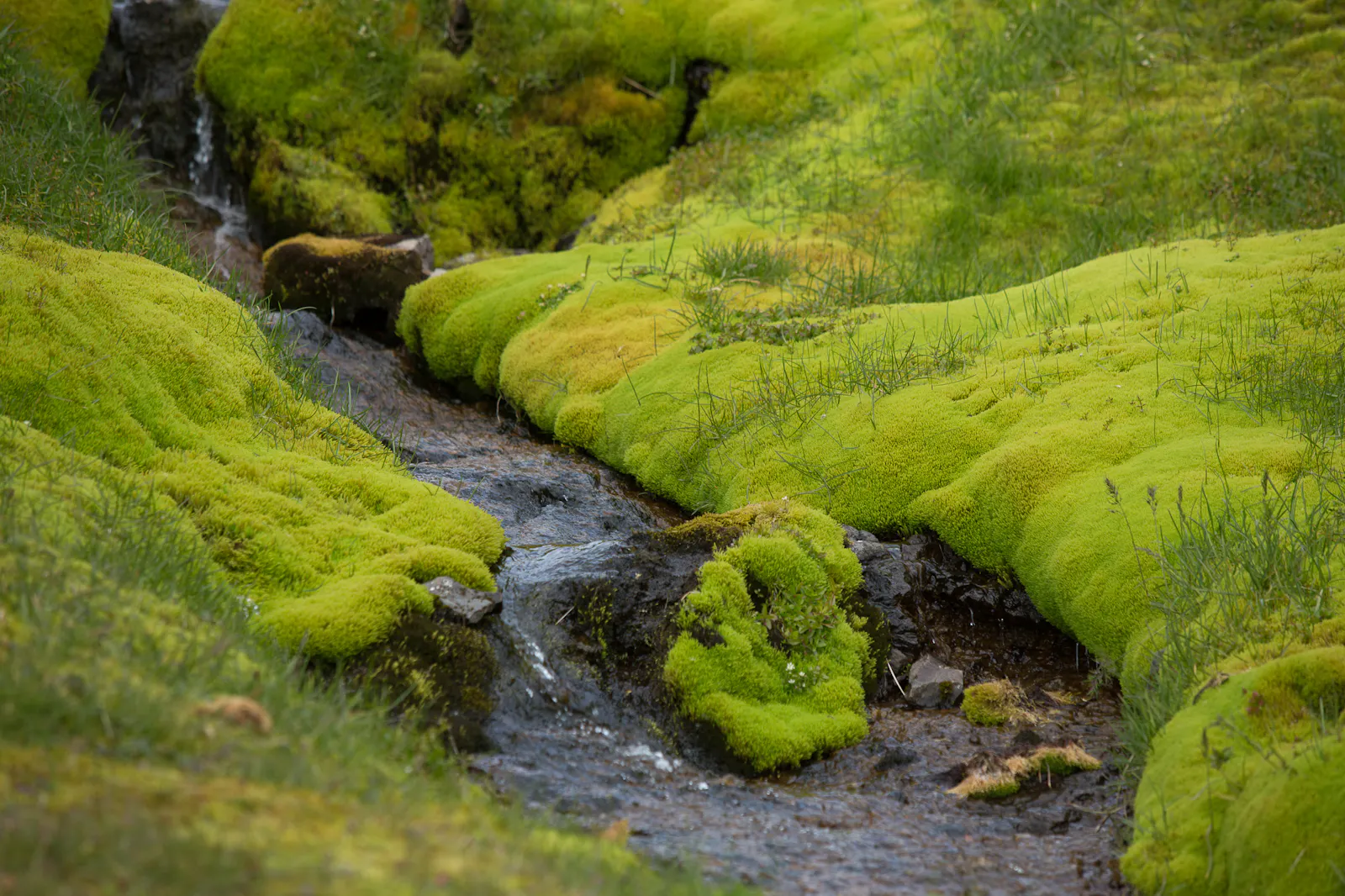 Icelandic Moss/Art Bicnick Photo