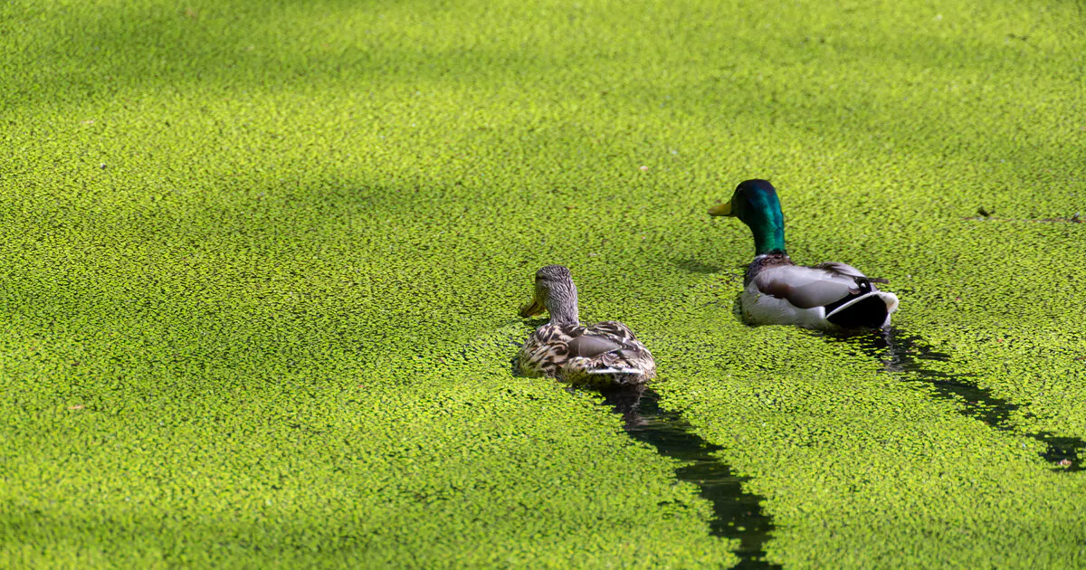 2 Enten auf einem Teich, der von Wasserlinsen bedeckt ist