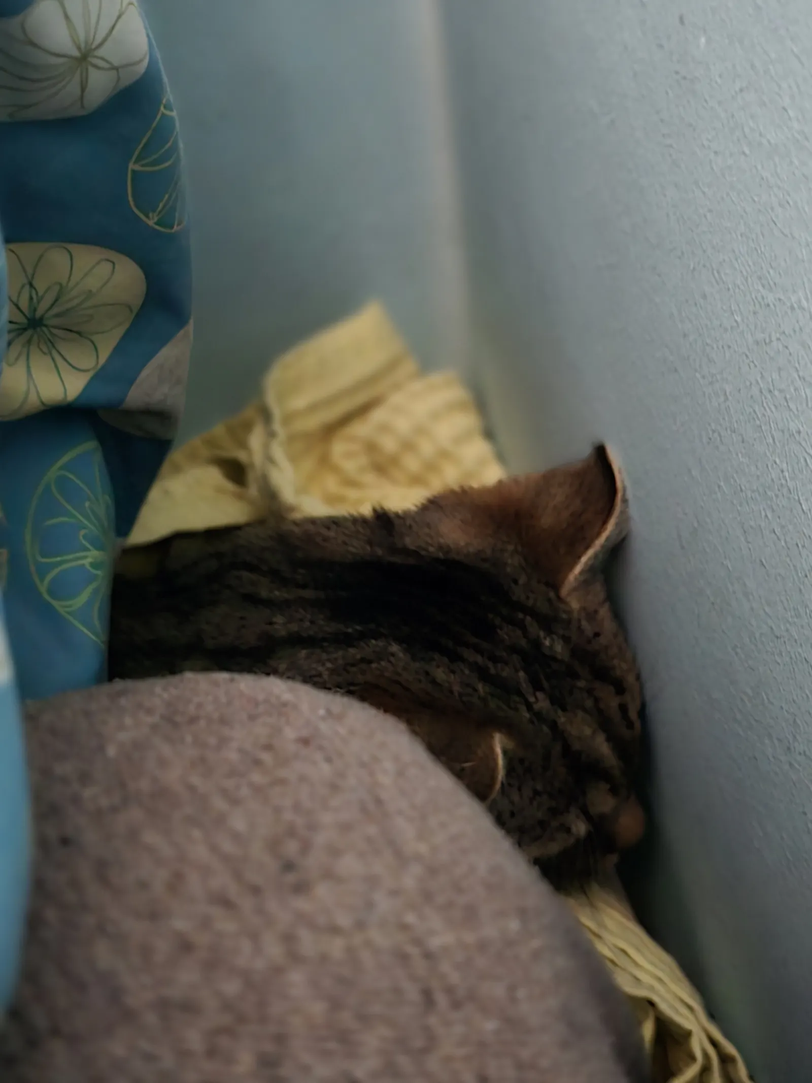 Katze Laser hinter der Couch