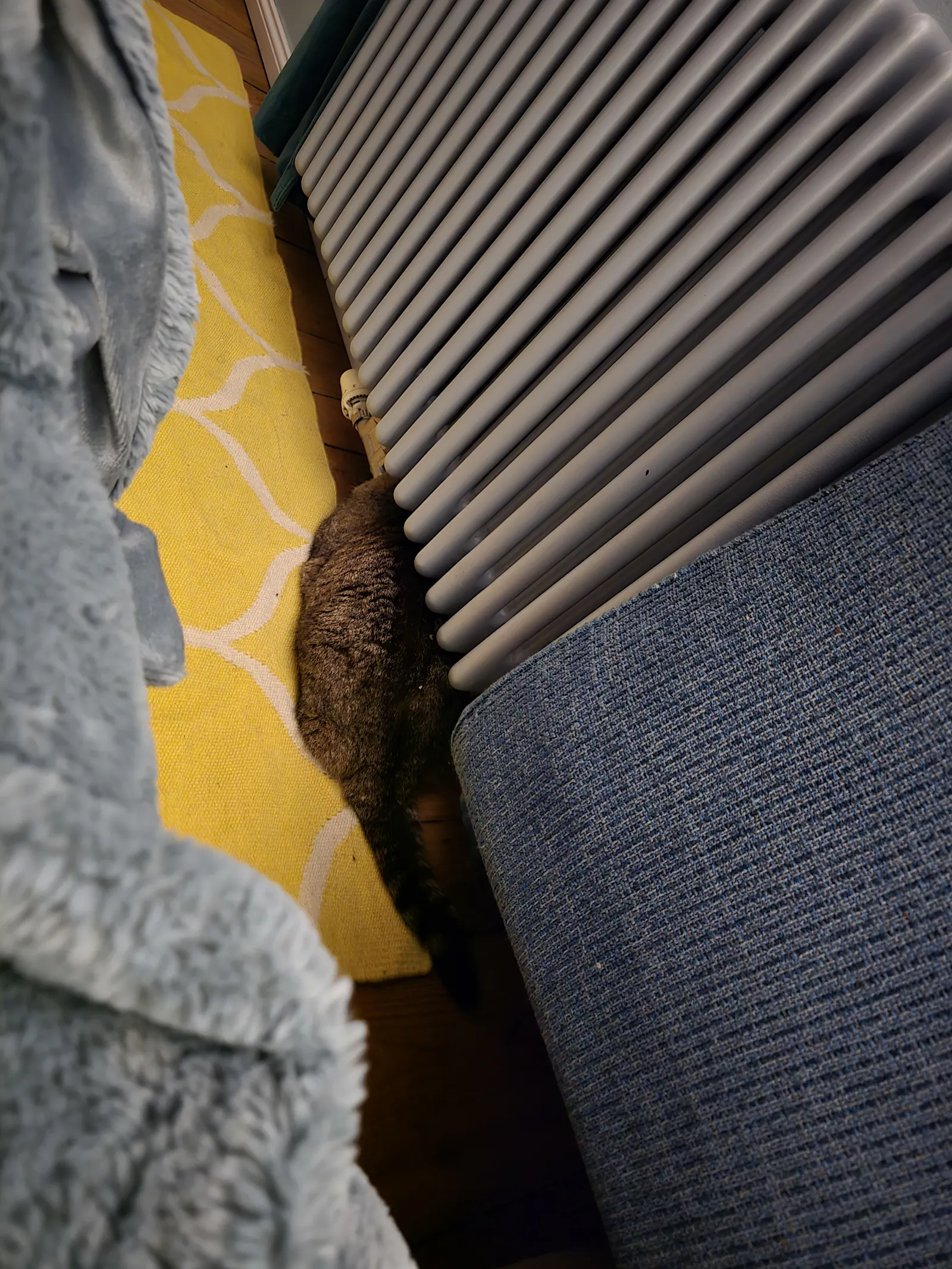 Katze Laser unter der Heizung