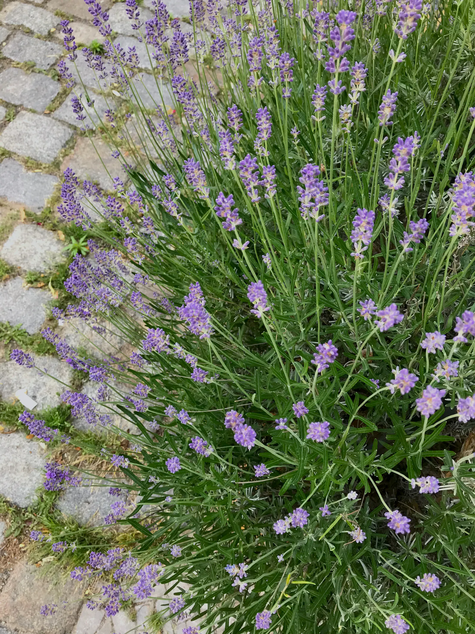 blühender lavendel von oben fotografiert, sodass sich lauter blütenstängel aufrecht zur betrachter_in emporstrecken, im hintergrund pflastersteine mit gras in den fugen / lavender in full bloom photographed from above so that lots of erect blossoming stems are rising towards the viewer, in the background there is pavement with grass growing in the gaps