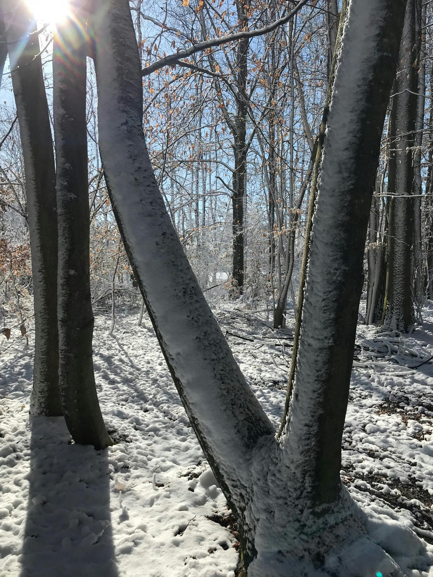 Verschneite Baumstämme im Wald mit blauem Himmel und Sonnerelefexionen