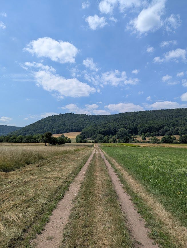 Sommerlicher Wiesenpfad mit benachbartem Kornfeld