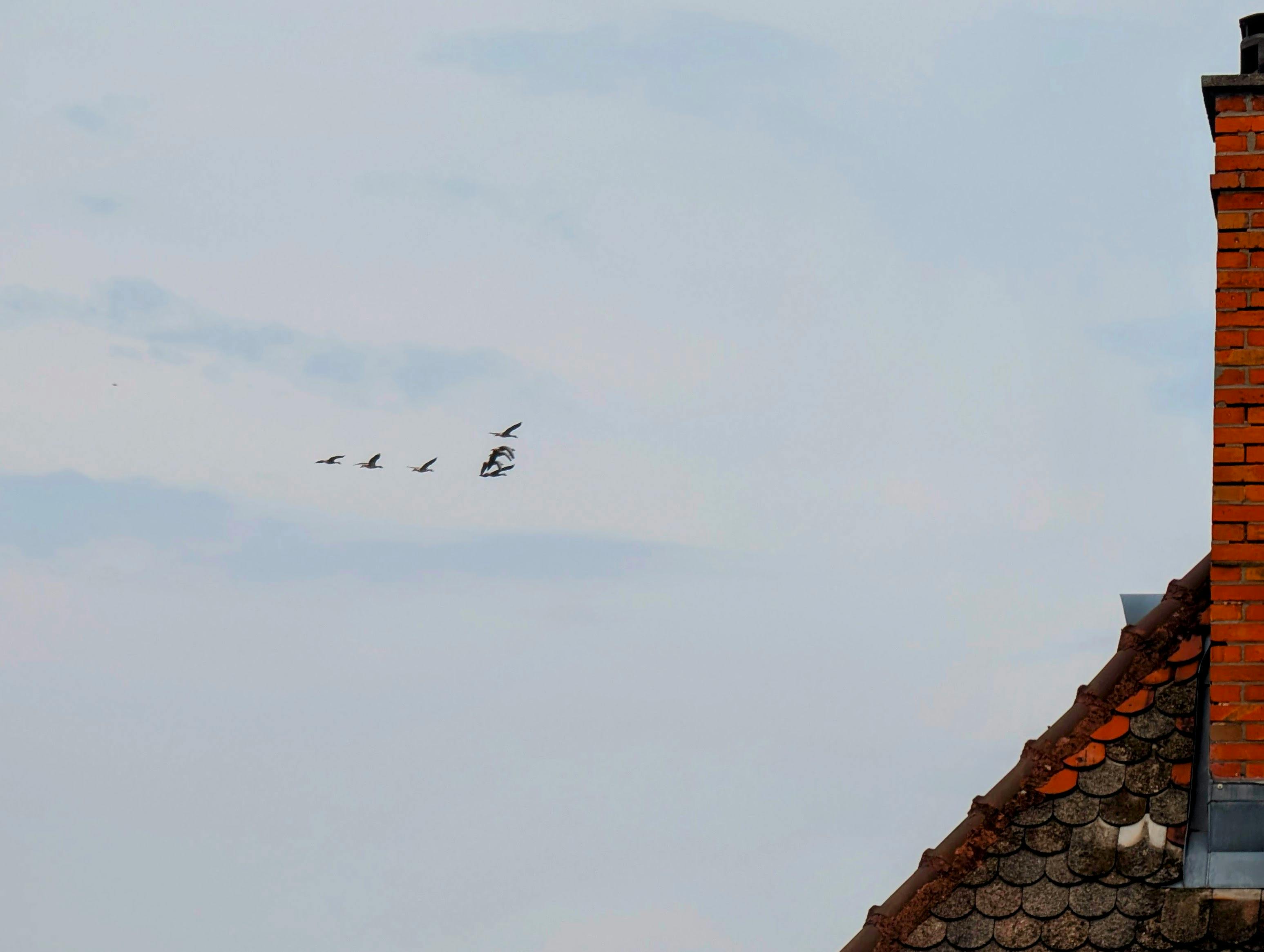 Kleine Formation großer Vögel, die dieser Tage lautstark über Gaisburg gezogen sind. Foto: Jürgen Brand