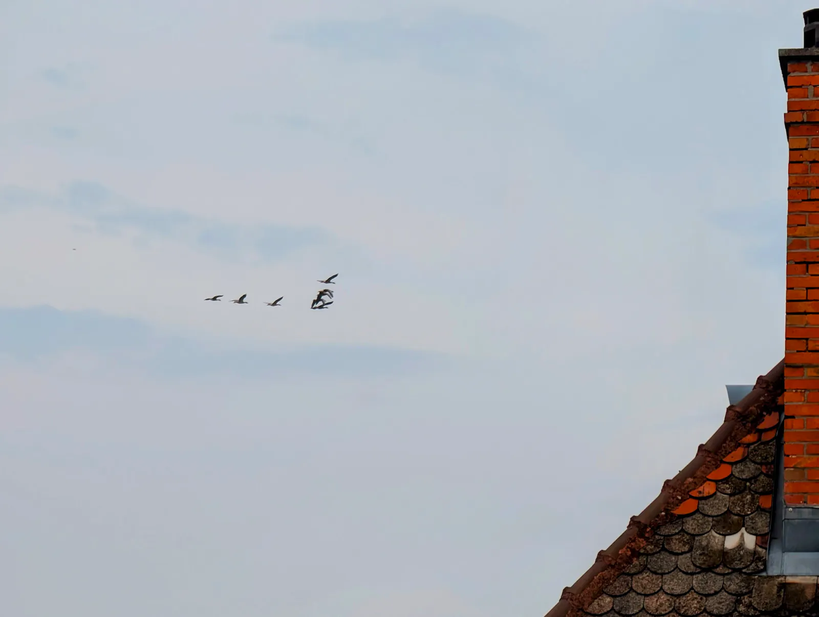 Kleine Formation großer Vögel, die dieser Tage lautstark über Gaisburg gezogen sind. Foto: Jürgen Brand