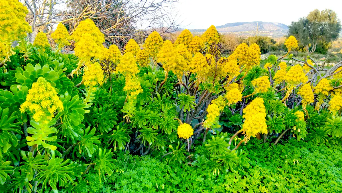 Gelbes Blütenmeer am Wegesrand