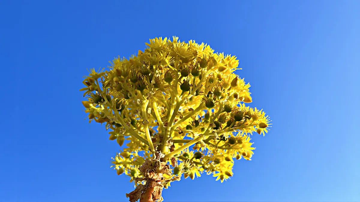 Aeonium Blüte im Mallorcawinter