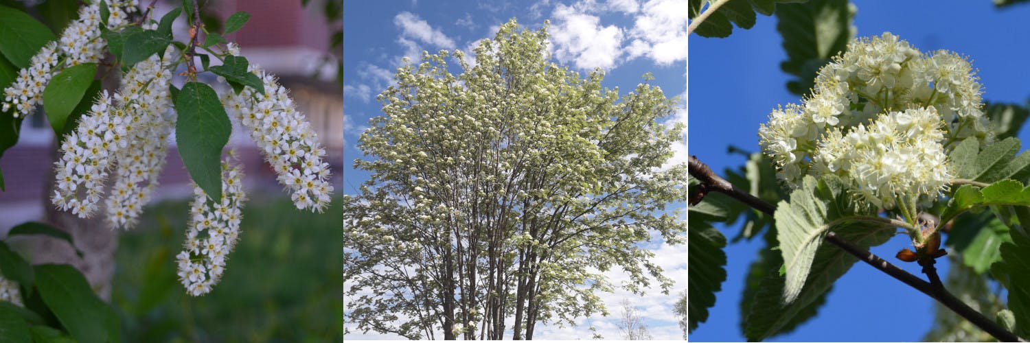 Blüten von Traubenkirsche und Eberesche