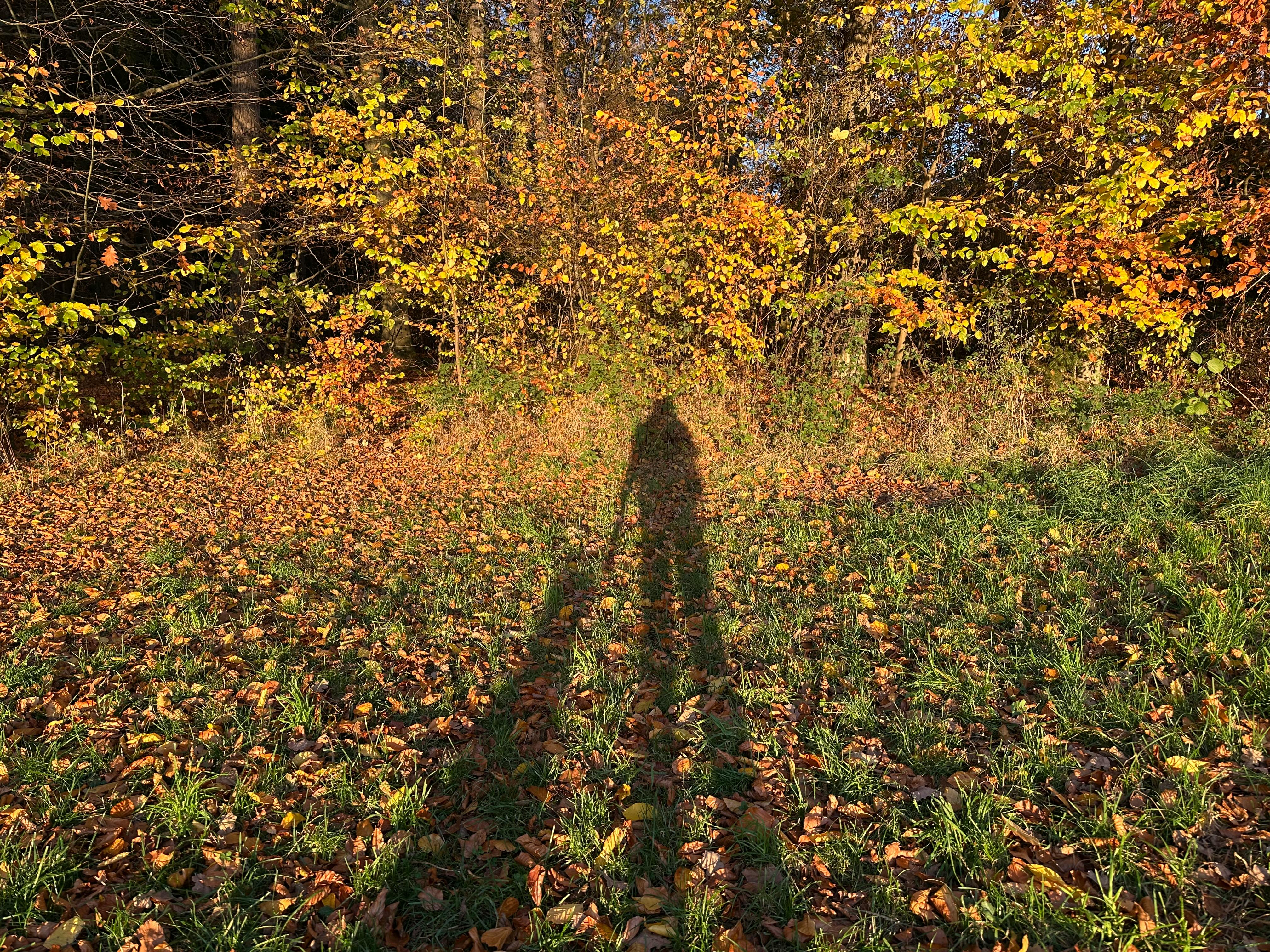 Wiese mit herbstlich gefärbtem Blättern, davor zwei lange Schatten von einer Person und einem Hund.