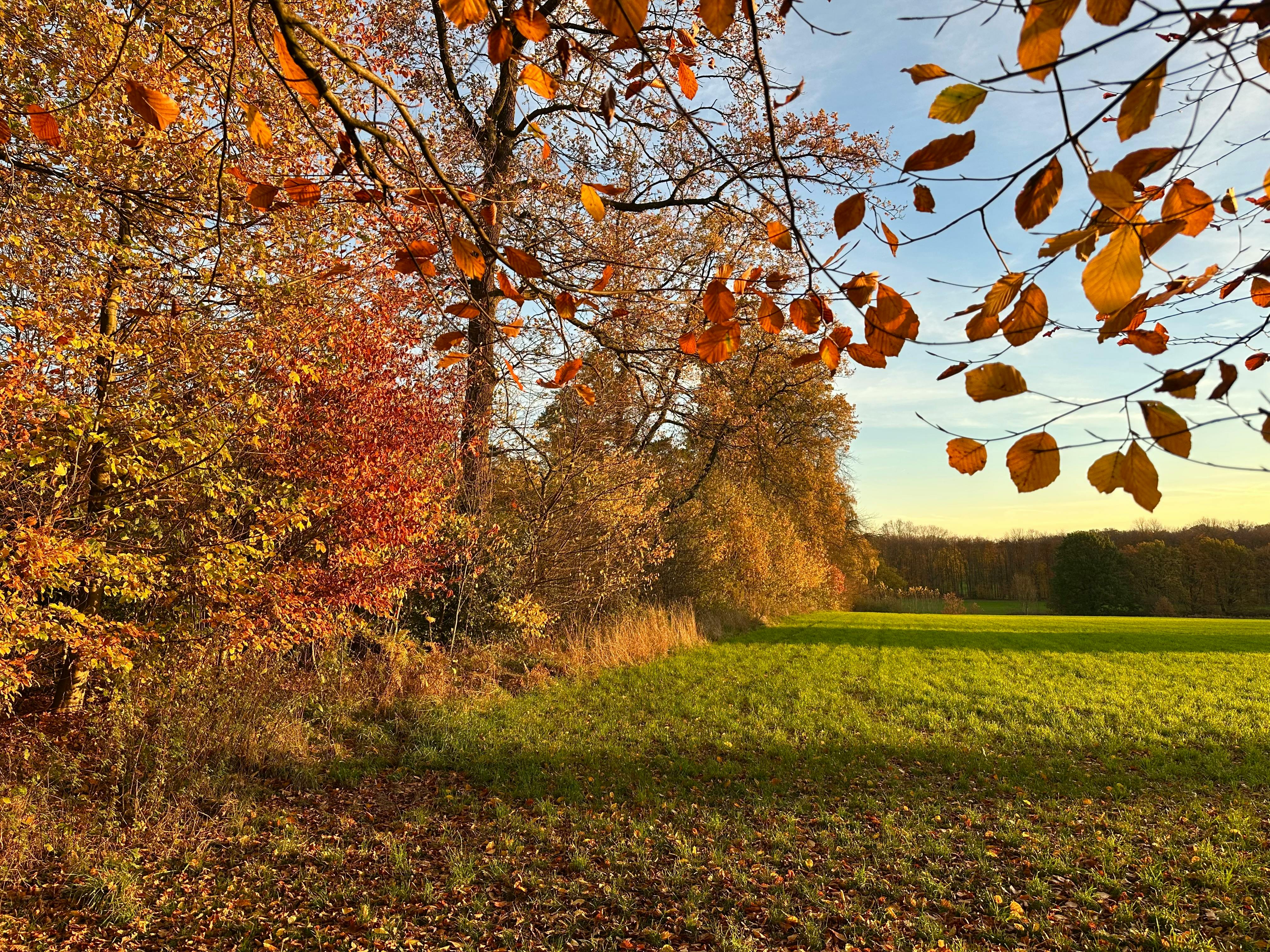 Herbstlich gefärbte Bäume neben einer Wiese im sonnigen Morgenlicht