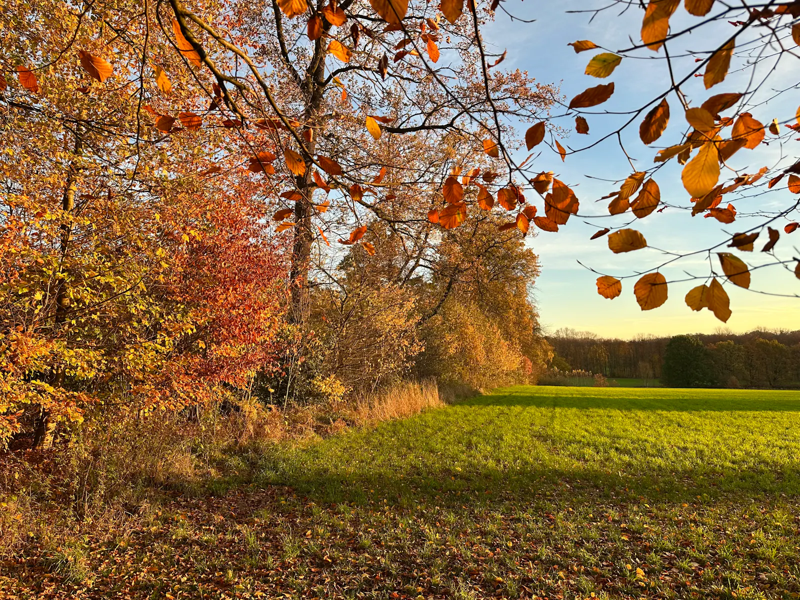 Herbstlich gefärbte Bäume neben einer Wiese im sonnigen Morgenlicht