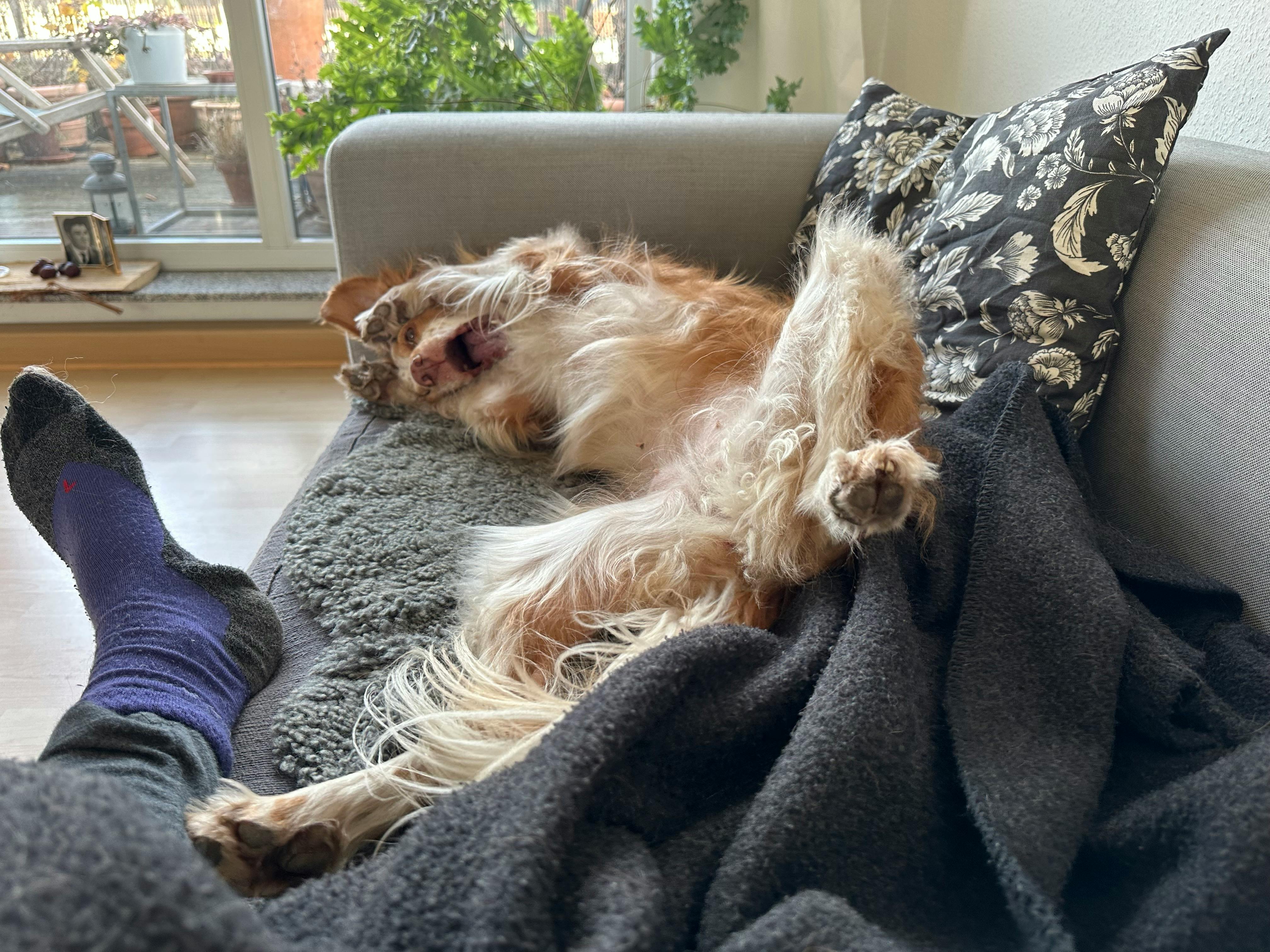 Couch, auf der eine Person mit einem Hund liegt. Der Hund liegt auf dem Rücken und hat die Vorderpfoten um sein gesicht gelegt und reißt das Maul dabei auf.