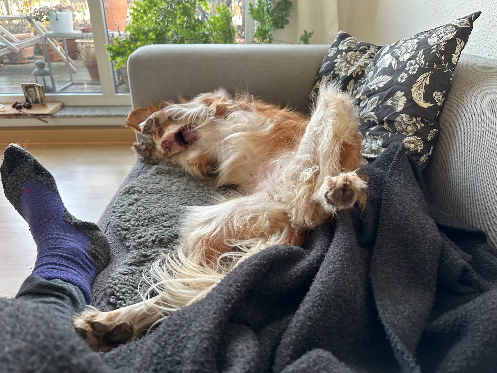 Couch, auf der eine Person mit einem Hund liegt. Der Hund liegt auf dem Rücken und hat die Vorderpfoten um sein gesicht gelegt und reißt das Maul dabei auf.