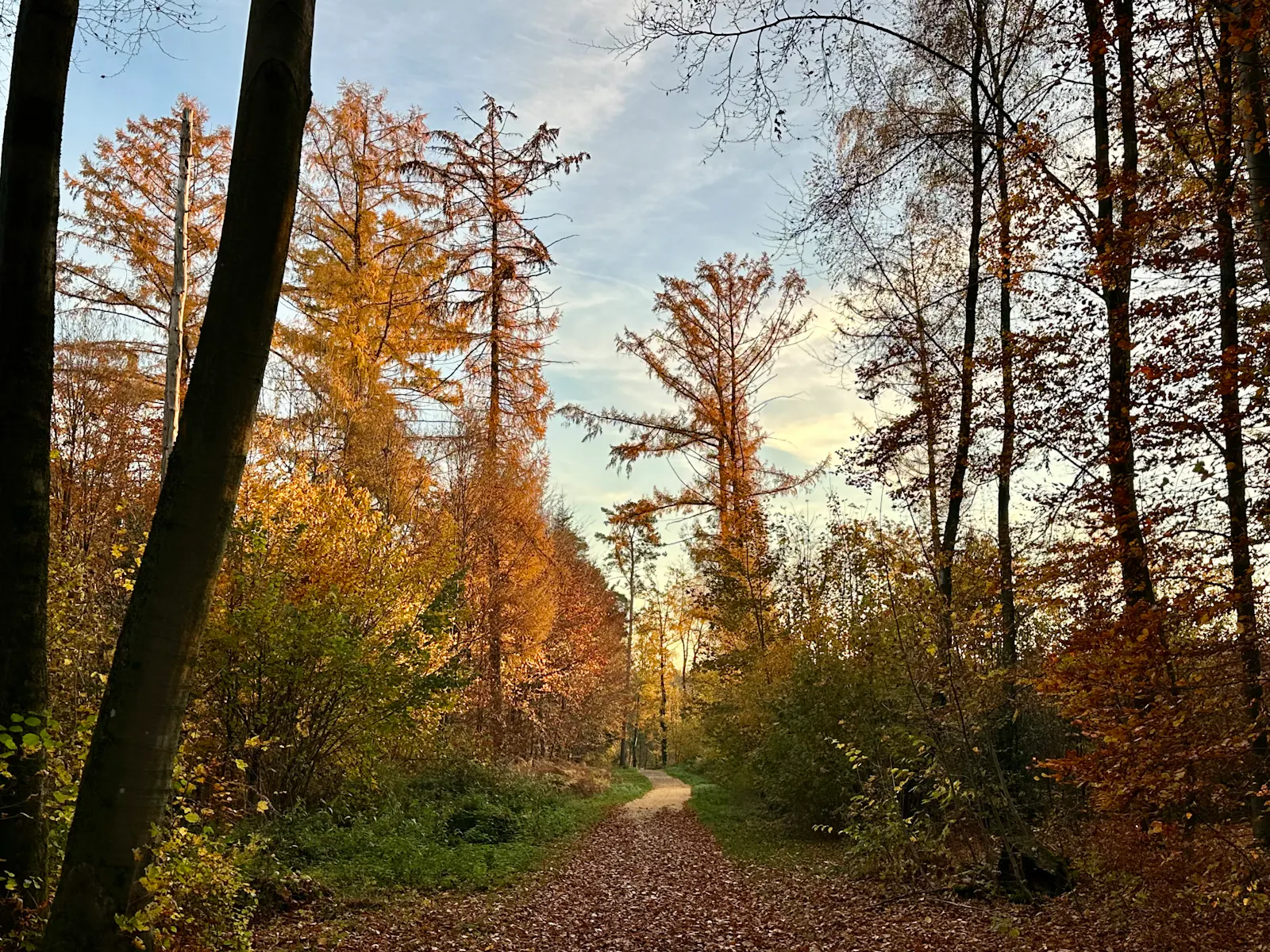 Herbstlich gefärbter Herbstwald.