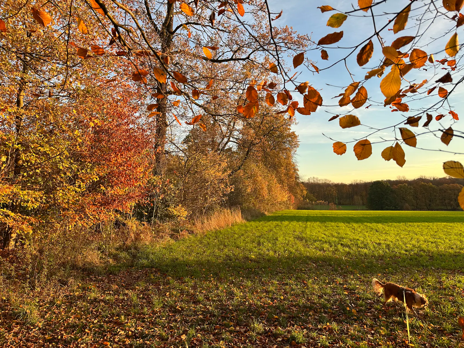 Herbstliche gefärbte Bäume neben einer Weide, auf der ein Hund an der Leine langläuft.